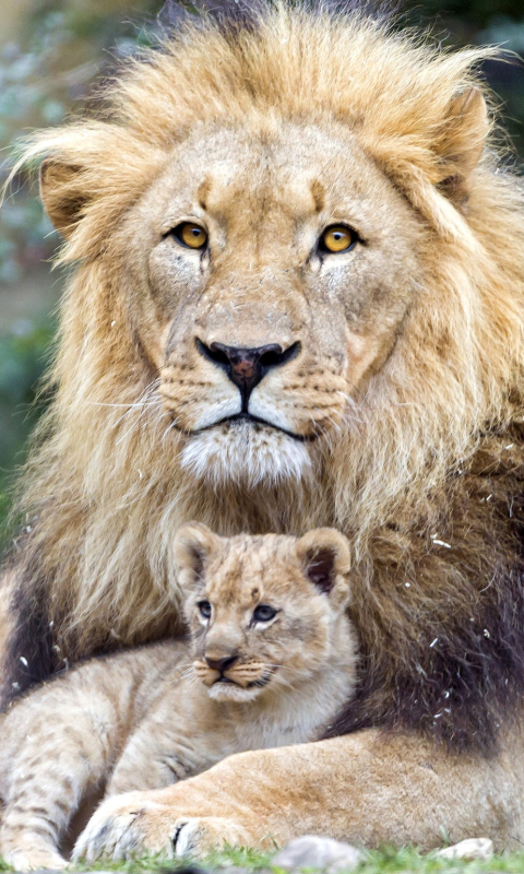 Download mobile wallpaper Cats, Lion, Animal, Baby Animal for free.