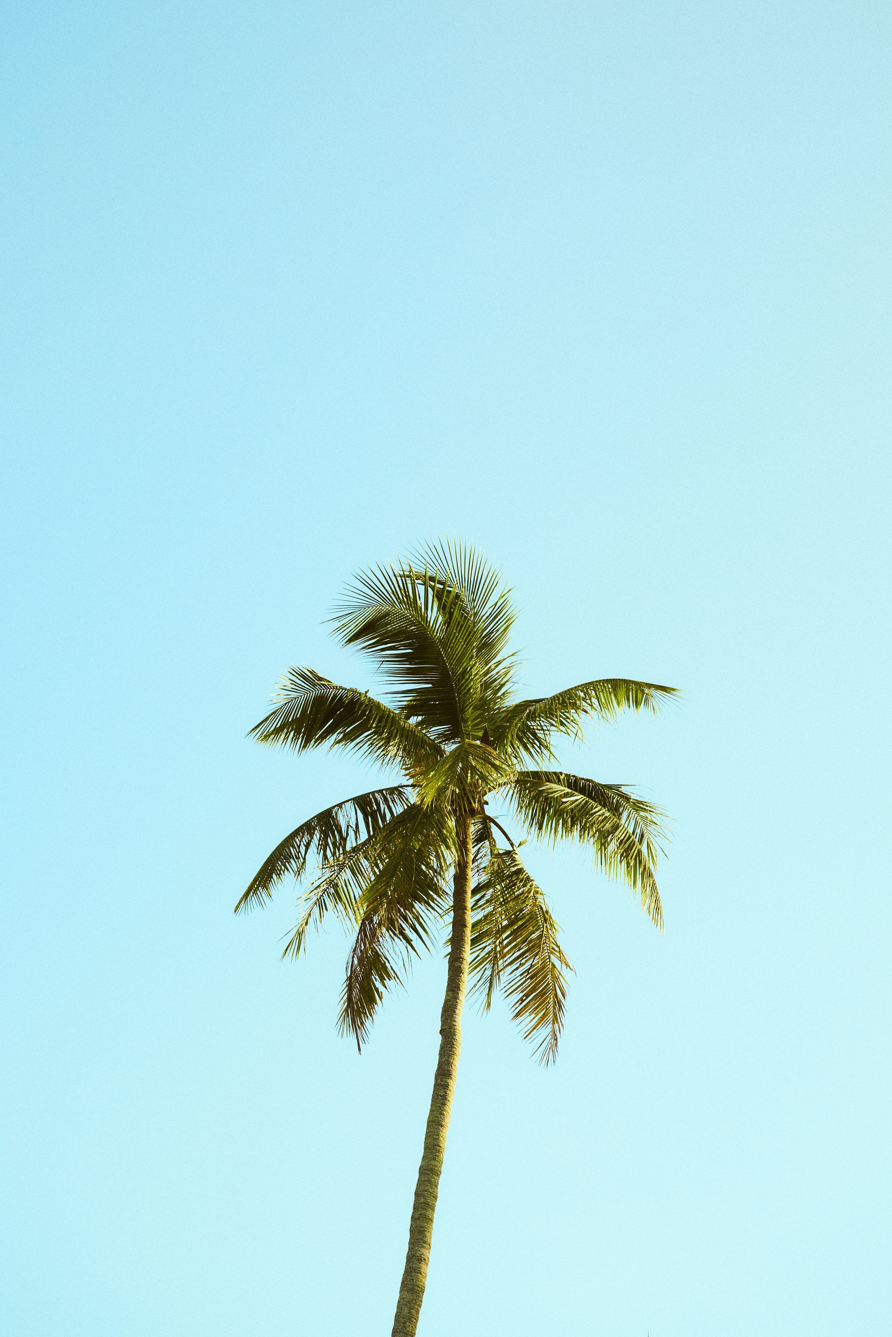 Free download wallpaper Wood, Tree, Palm, Nature, Sky, Minimalism on your PC desktop