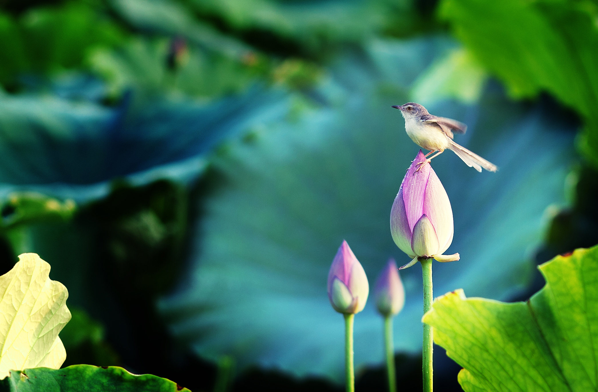 Free download wallpaper Birds, Water, Flower, Bird, Animal on your PC desktop