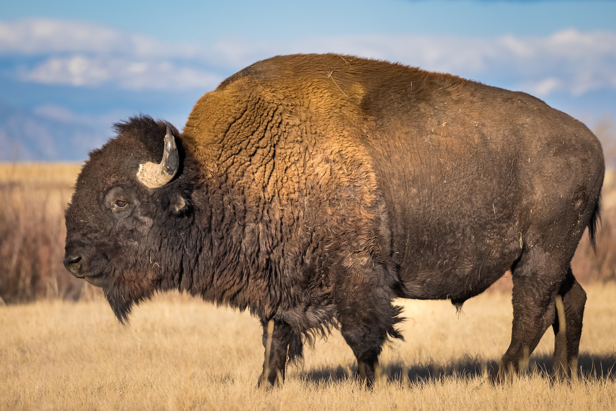 Laden Sie das Tiere, Amerikanischer Bison-Bild kostenlos auf Ihren PC-Desktop herunter