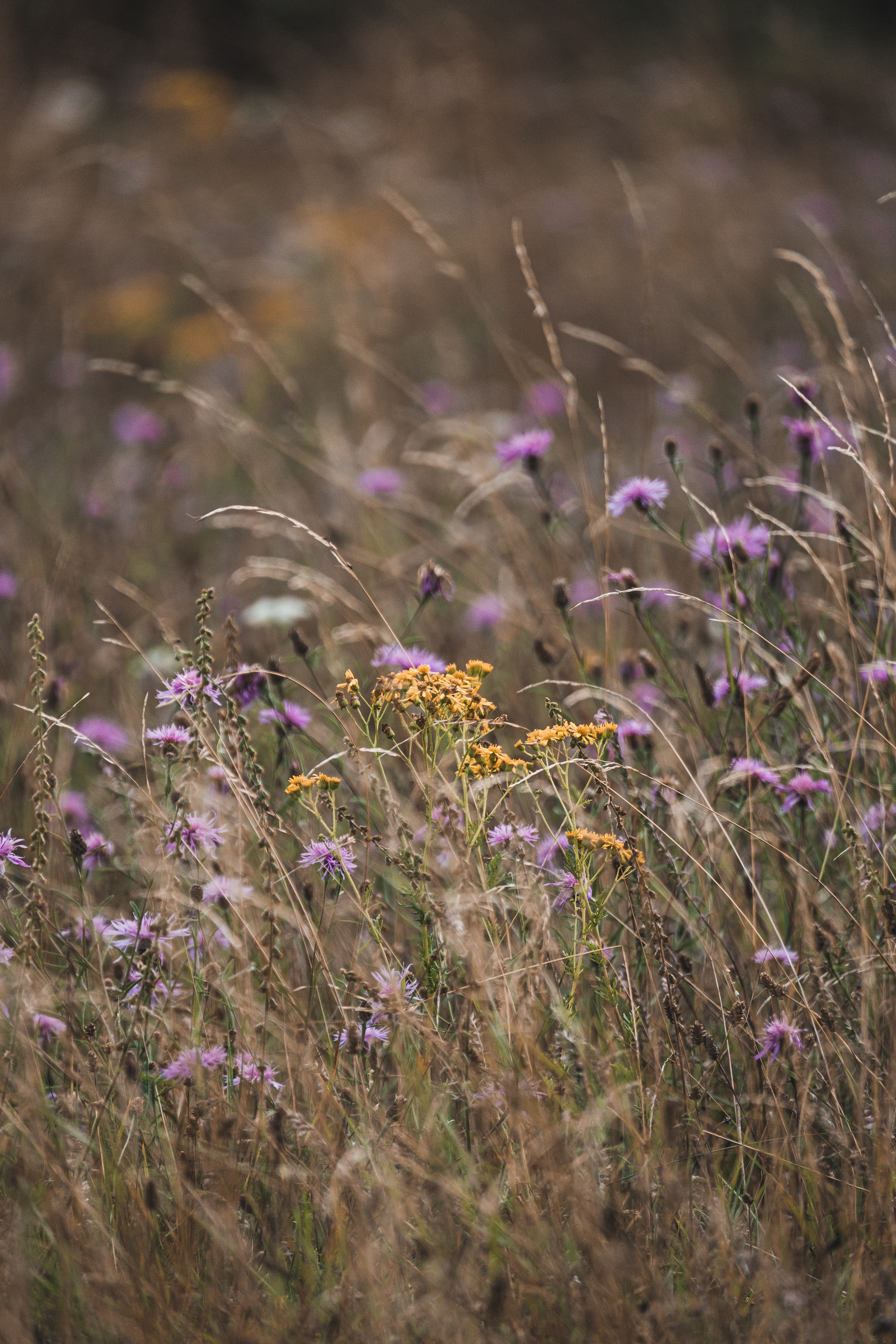 wildflowers, flowers, grass, field