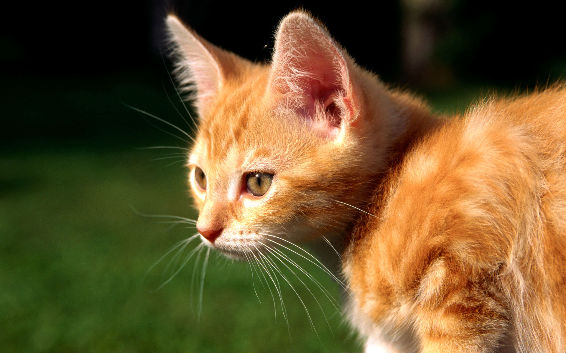 Téléchargez gratuitement l'image Animaux, Chats, Chat sur le bureau de votre PC