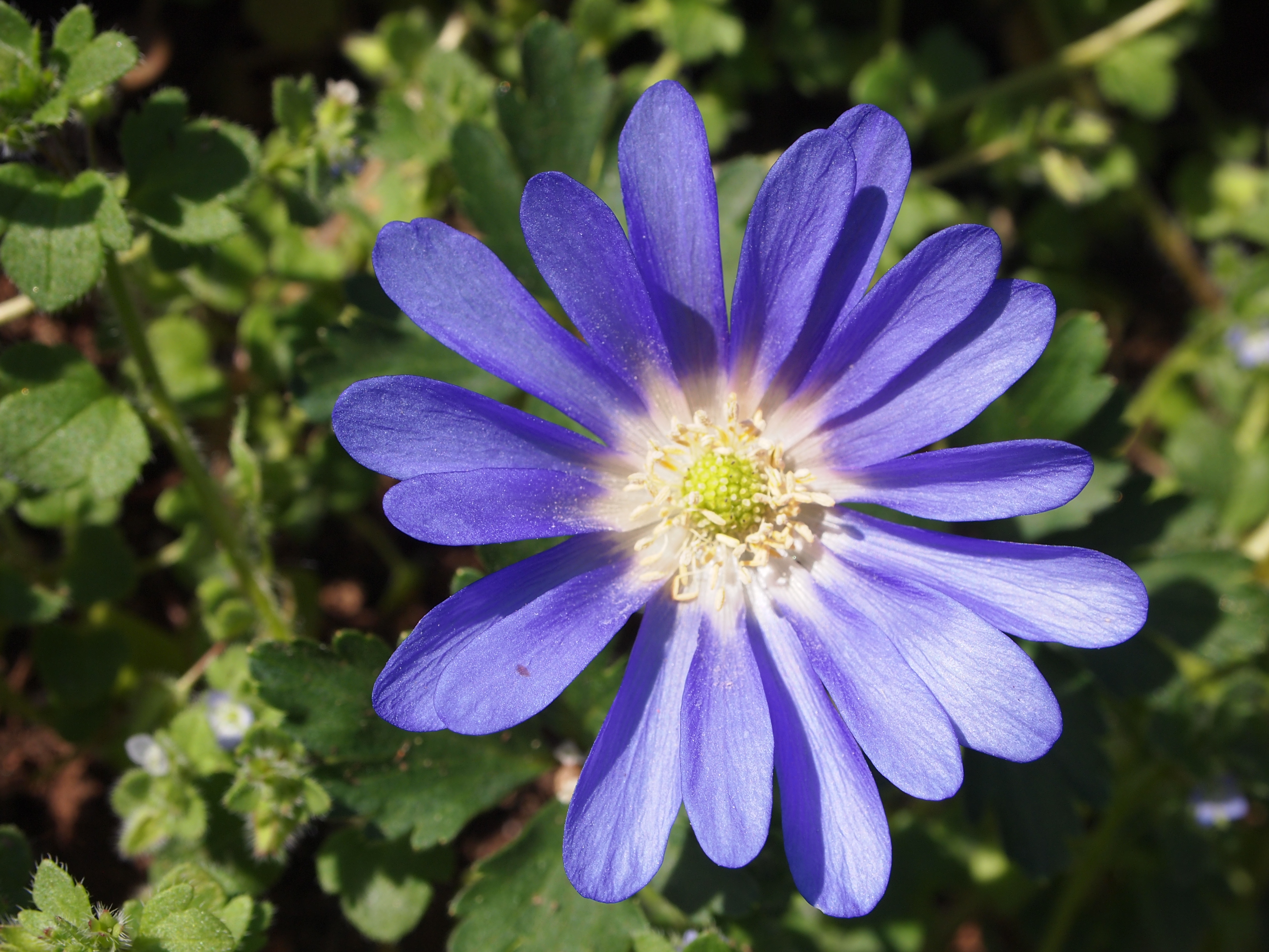 Téléchargez gratuitement l'image Fleurs, Fleur, Terre/nature sur le bureau de votre PC