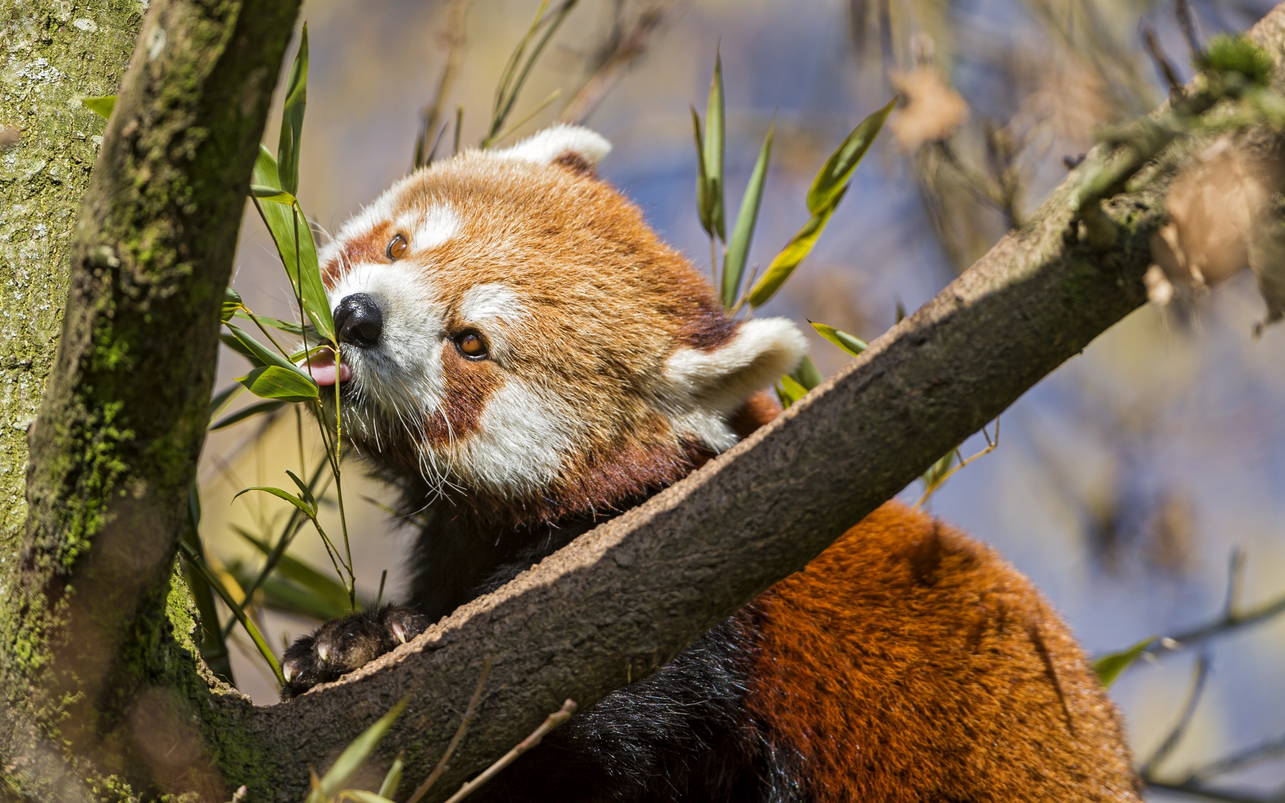 Download mobile wallpaper Animal, Red Panda for free.