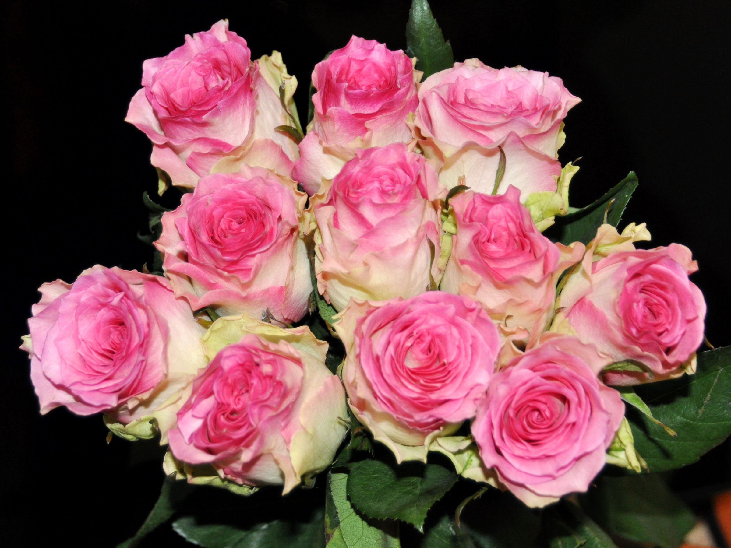 Free download wallpaper Pink Flower, Pink Rose, Flowers, Flower, Rose, Earth on your PC desktop