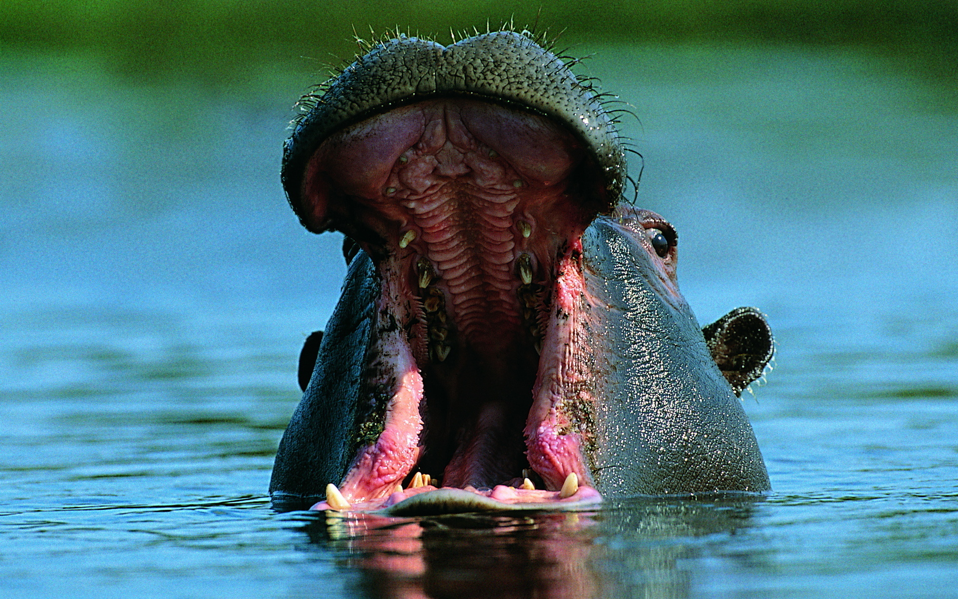 596467 descargar imagen animales, hipopótamo: fondos de pantalla y protectores de pantalla gratis
