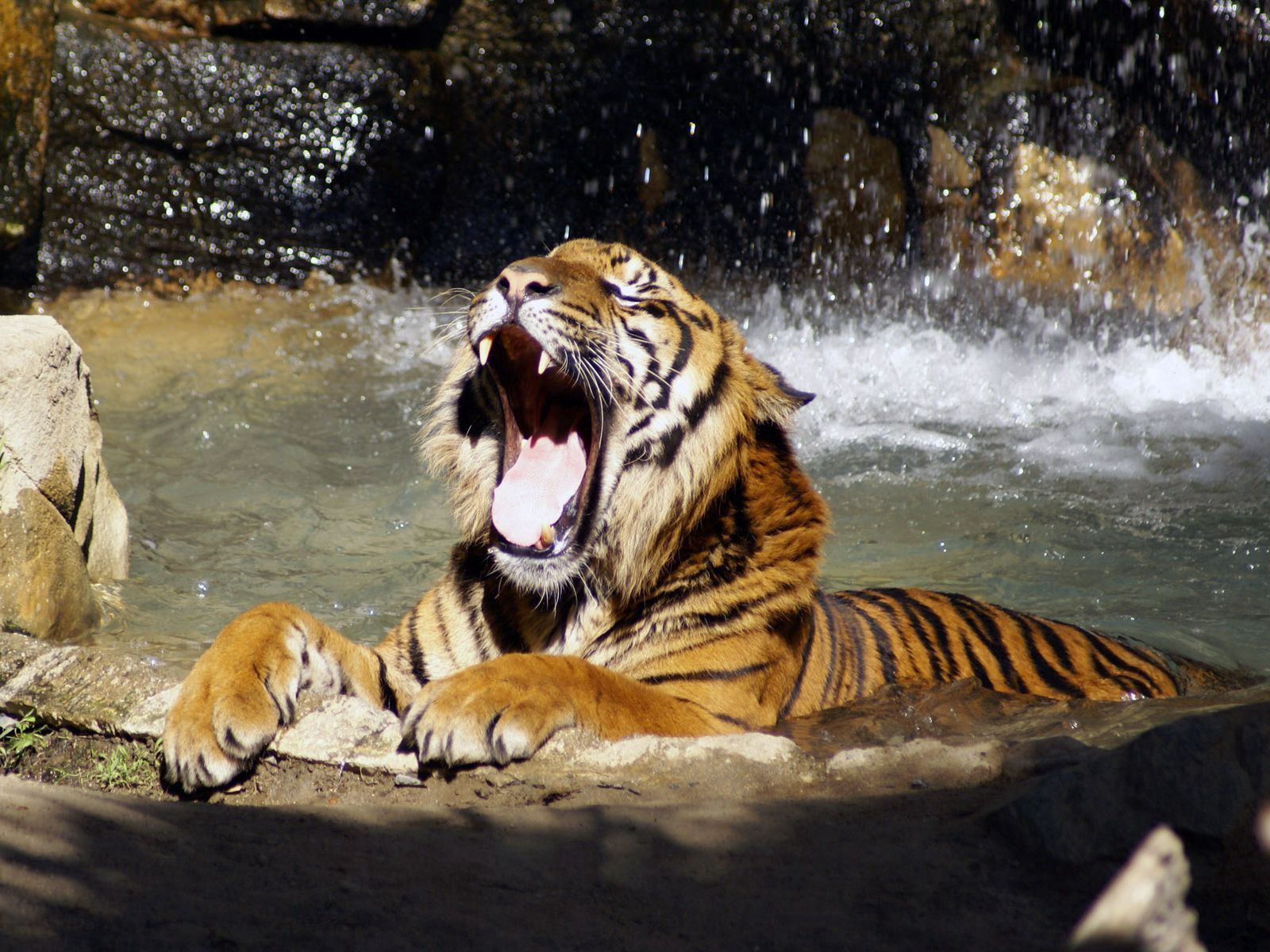 Download mobile wallpaper Animals, Grin, Big Cat, Spray, Tiger, Water for free.