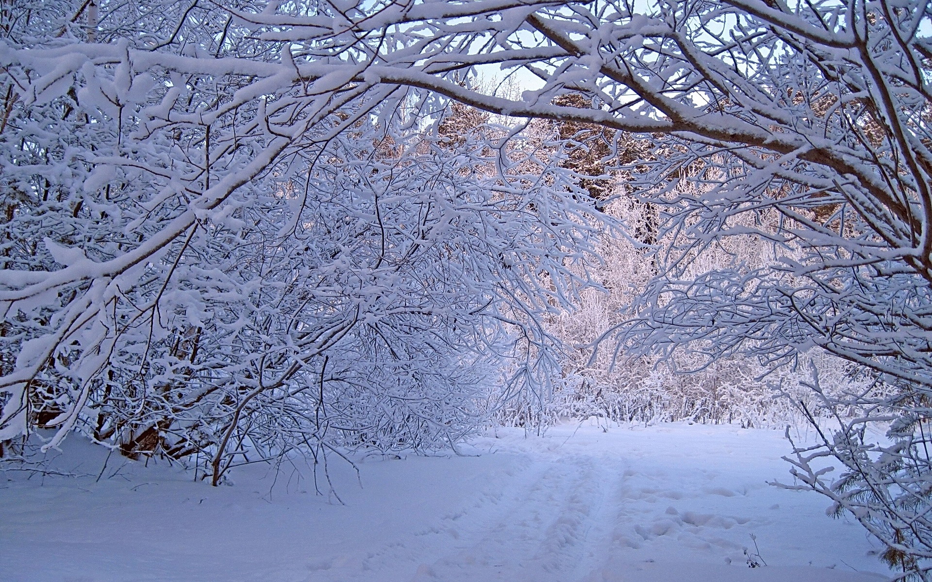 Download mobile wallpaper Winter, Snow, Tree, Branch, Earth, Path for free.