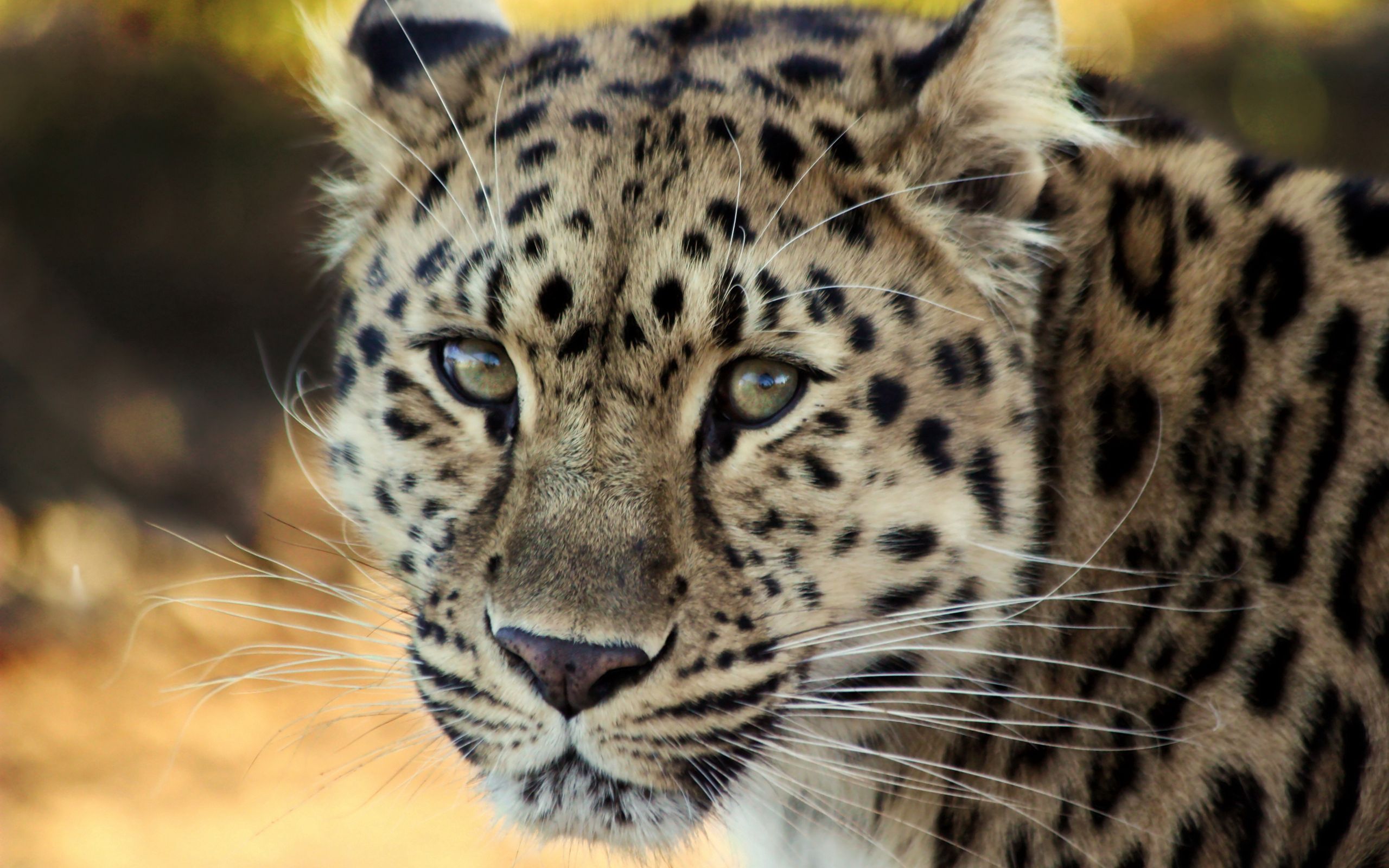 Download mobile wallpaper Muzzle, Sweetheart, Animals, Nice, Leopard, Old, Sad for free.