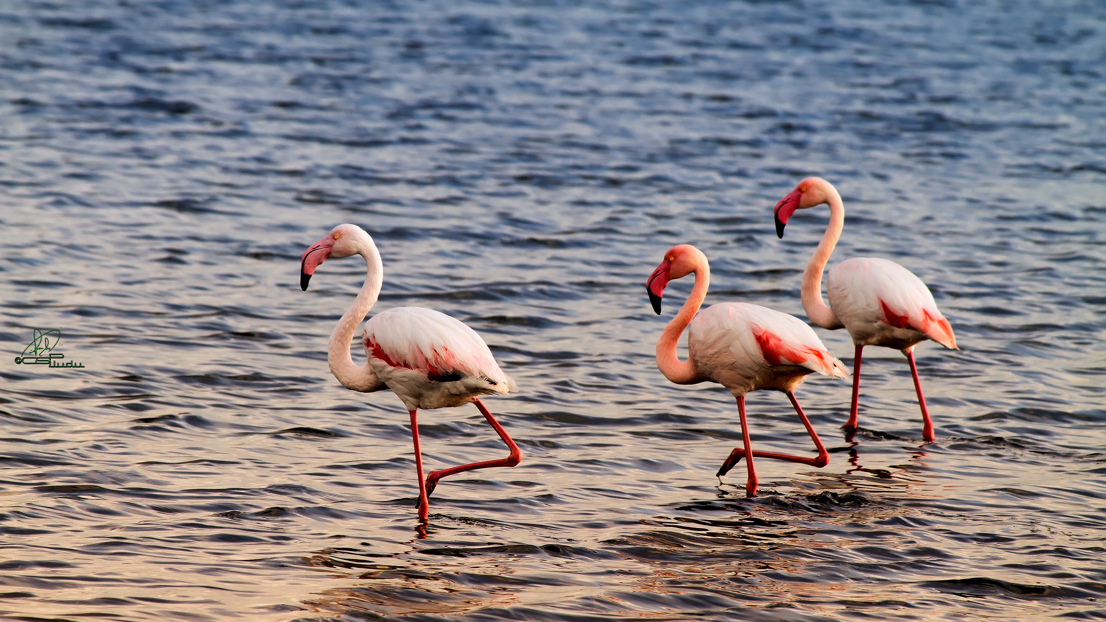 319408 Hintergrundbild herunterladen tiere, flamingo, vögel - Bildschirmschoner und Bilder kostenlos