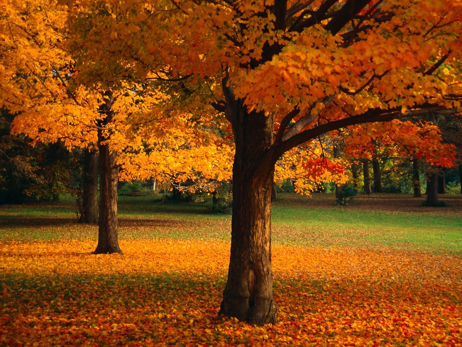 無料モバイル壁紙風景, 木, 秋, オレンジをダウンロードします。