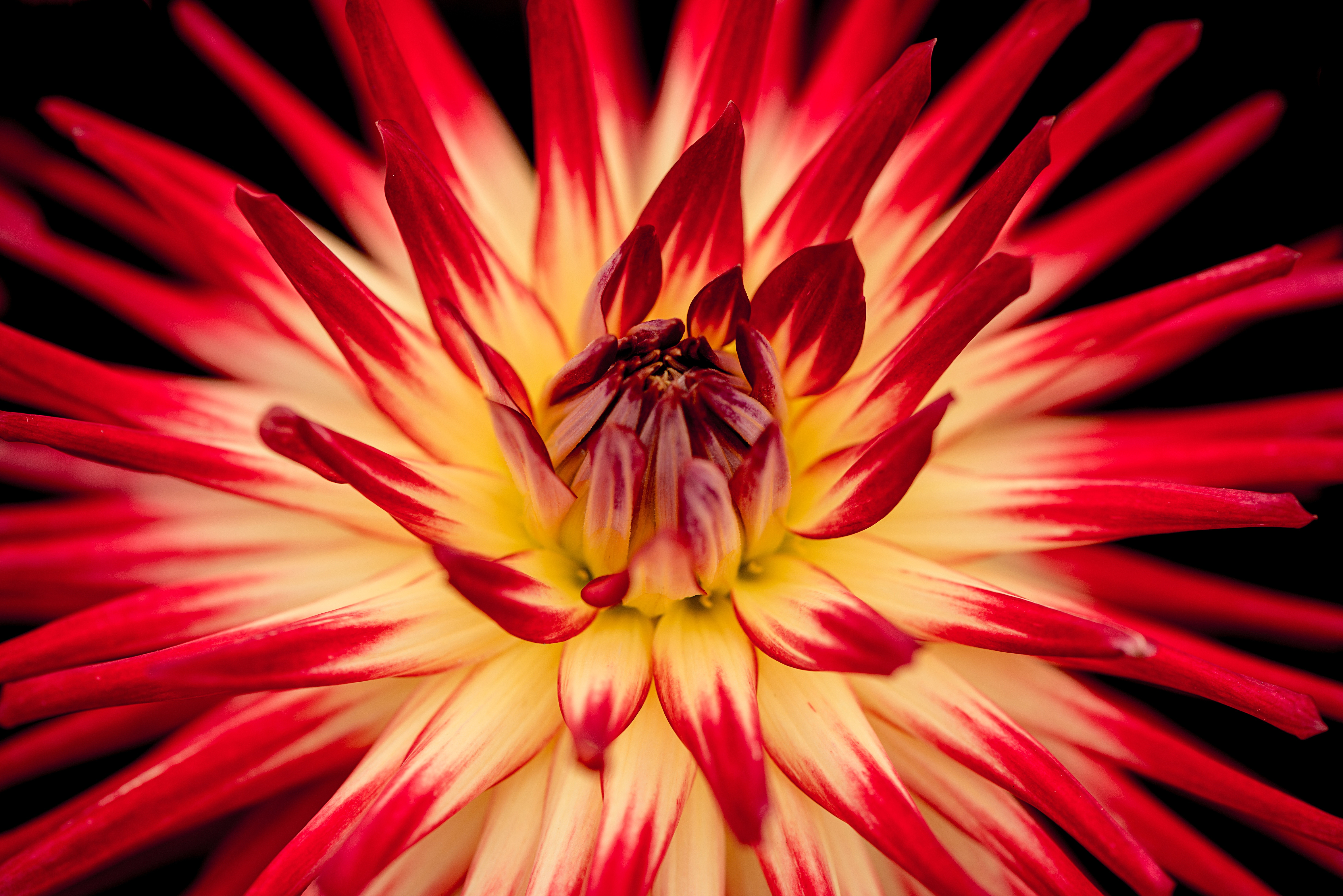 Download mobile wallpaper Flowers, Flower, Macro, Earth, Dahlia, Red Flower for free.