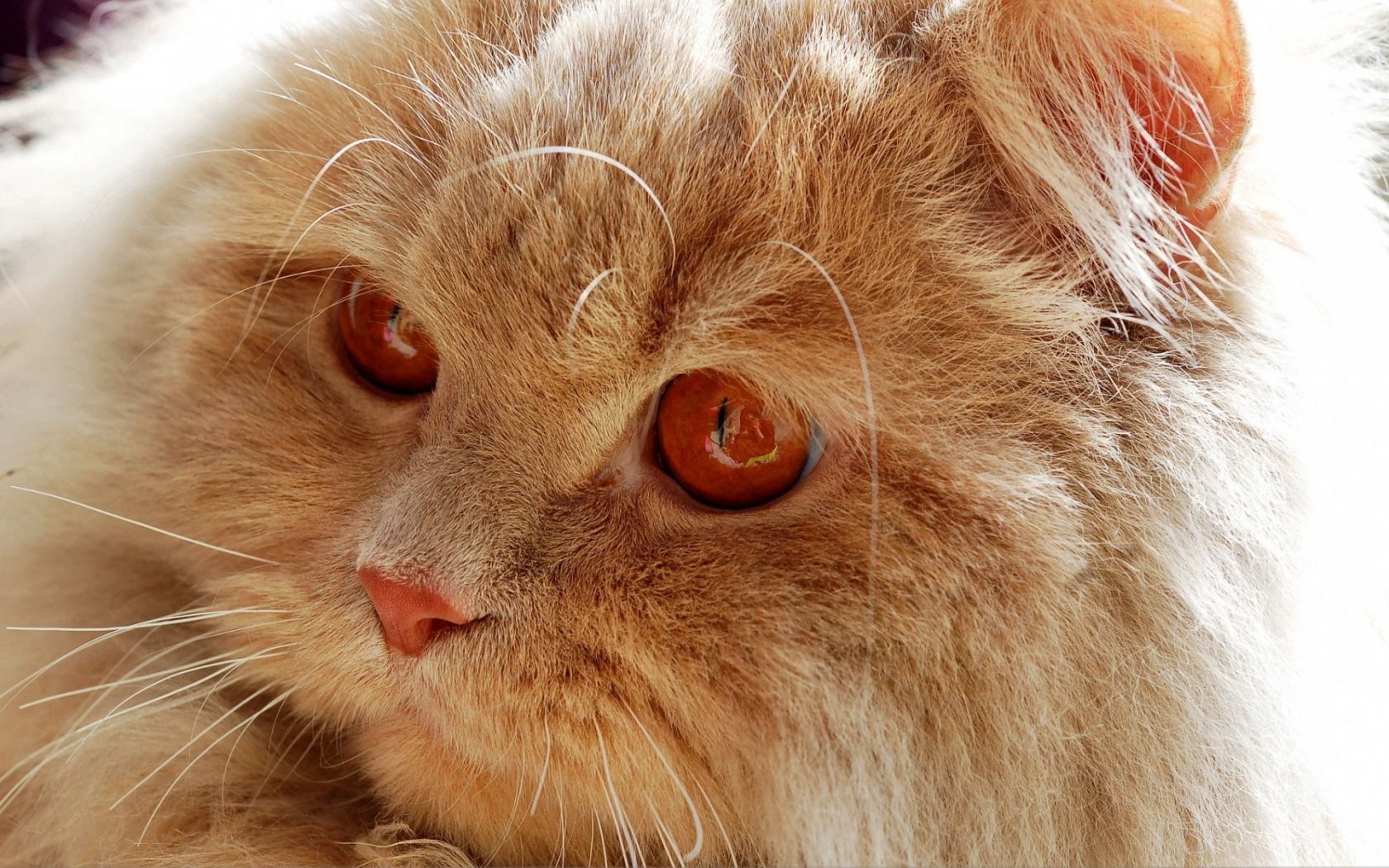 PCデスクトップに動物, ふわふわ, ふかふかした, 赤い, 銃口, 赤毛, ネコ, 猫画像を無料でダウンロード