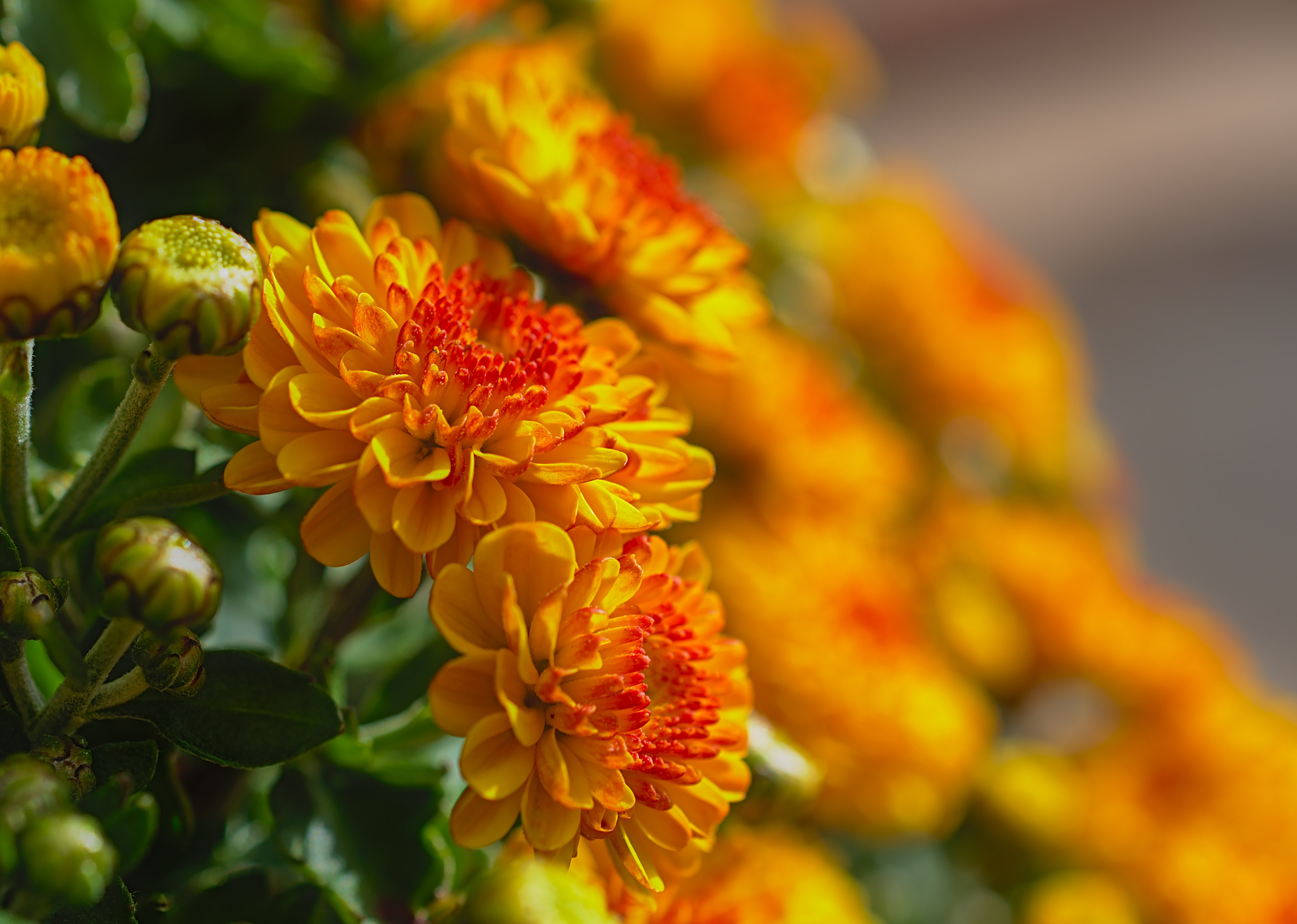 Download mobile wallpaper Flowers, Chrysanthemum, Bud, Blur, Close Up, Earth for free.