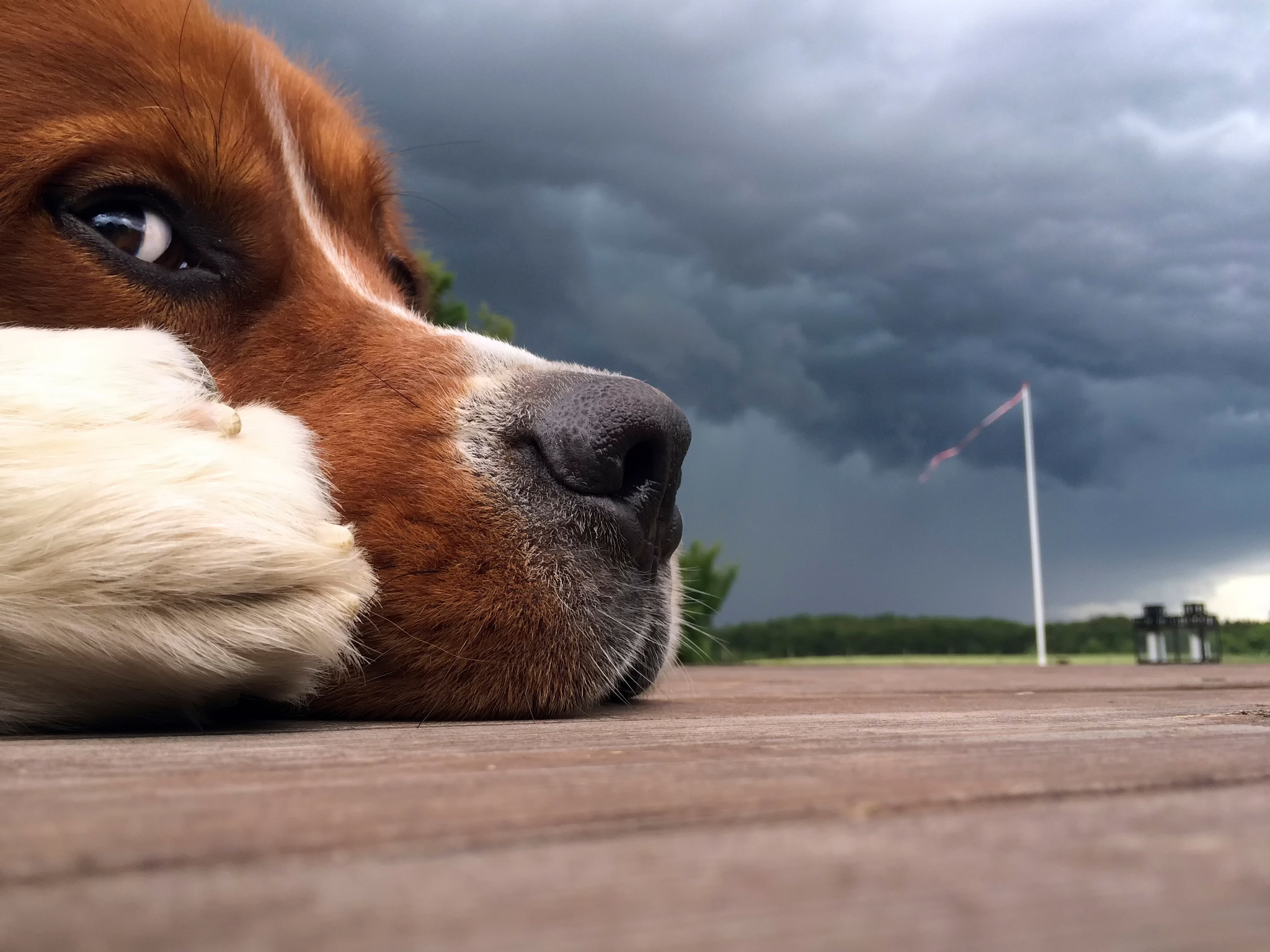 Free download wallpaper Sky, Clouds, Muzzle, Nose, Animals, Dog on your PC desktop