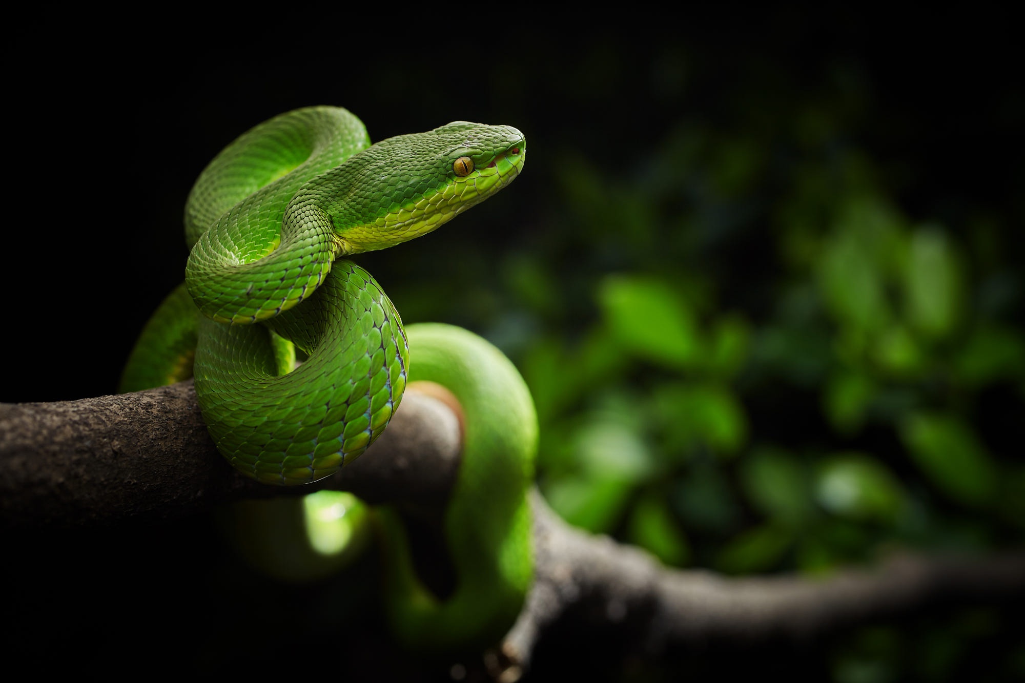 469222 descargar fondo de pantalla animales, víbora, reptil, serpiente, reptiles: protectores de pantalla e imágenes gratis