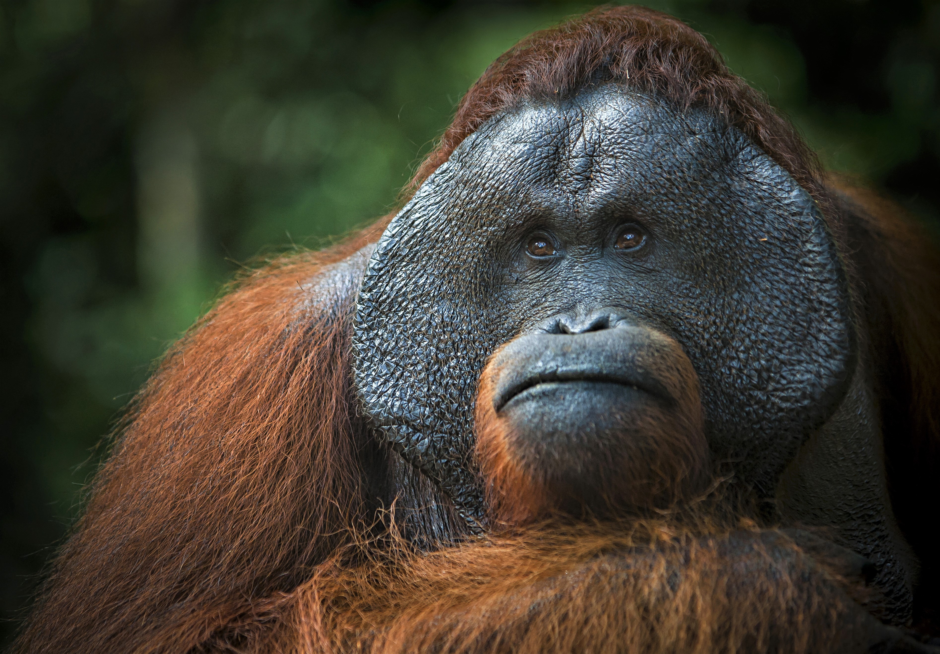 Baixar papel de parede para celular de Animais, Macacos, Orangotango gratuito.