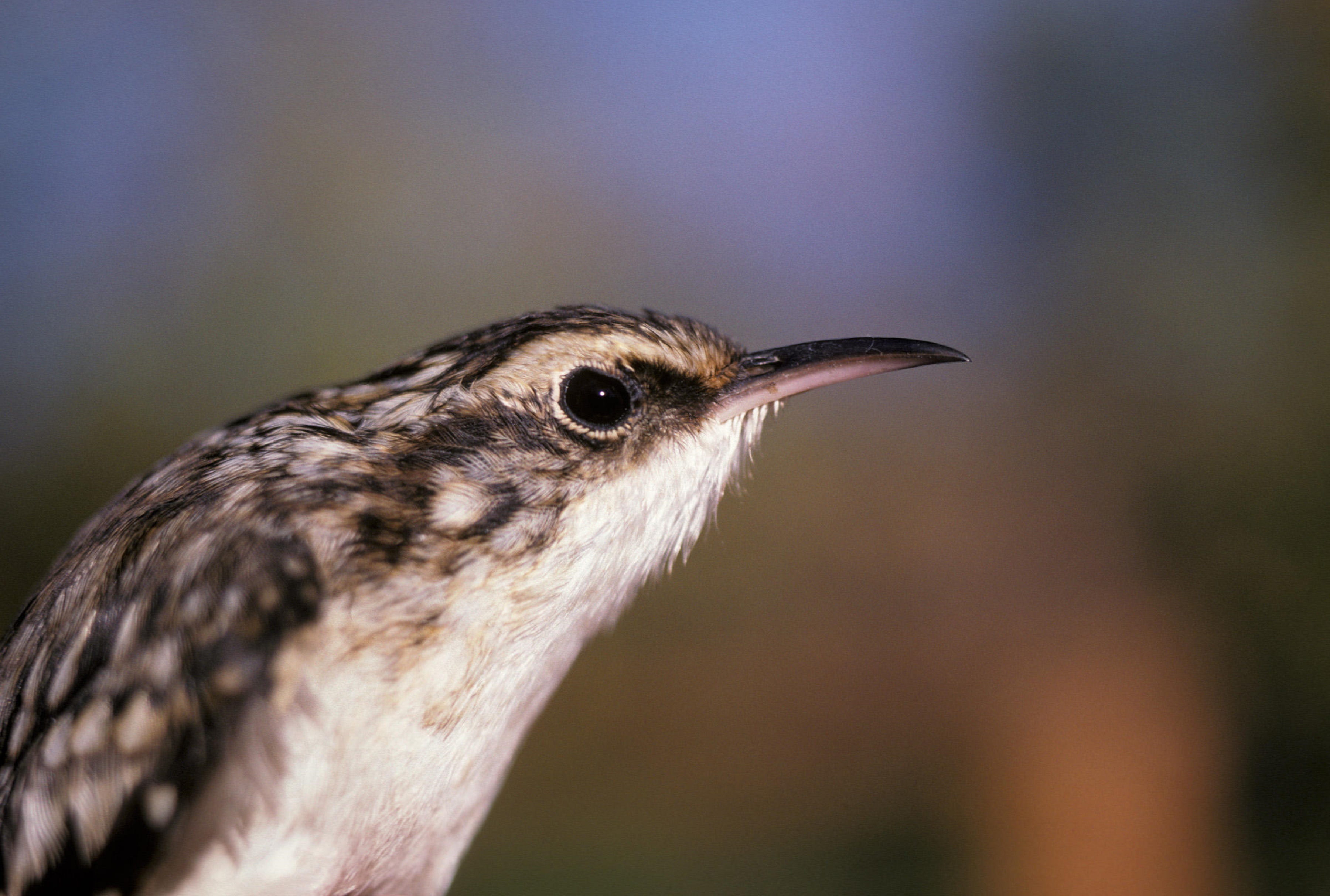 Téléchargez des papiers peints mobile Oiseau, Des Oiseaux, Animaux gratuitement.