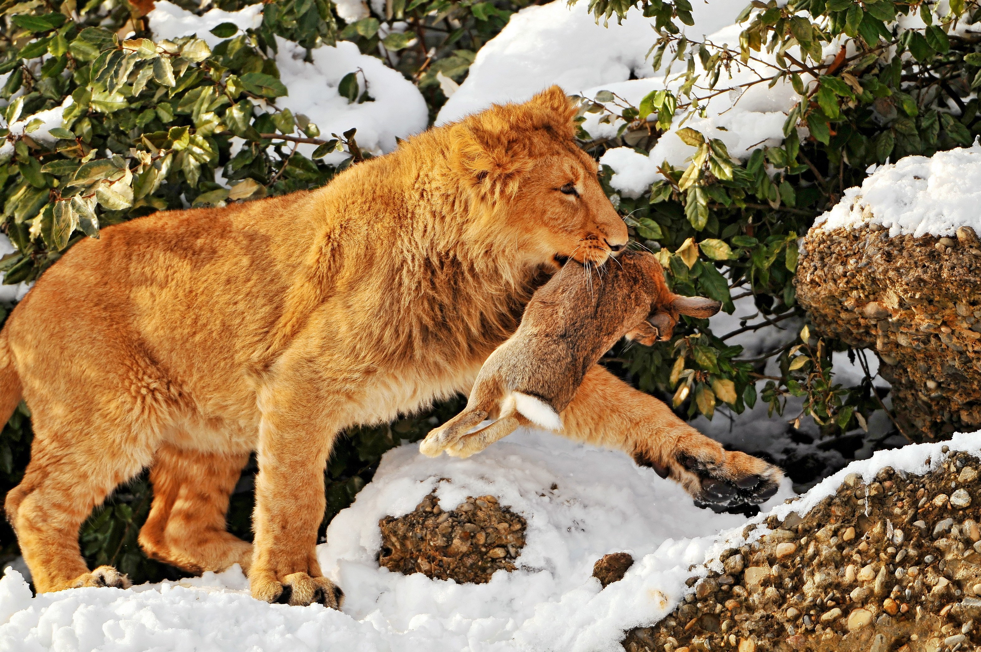 Descarga gratuita de fondo de pantalla para móvil de Animales, Gatos, León.