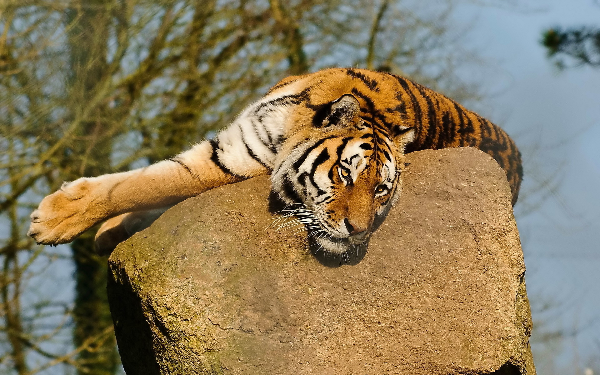 Handy-Wallpaper Tiere, Katzen, Tiger kostenlos herunterladen.