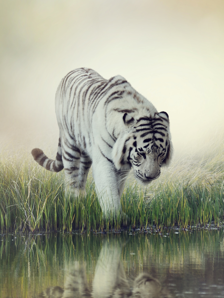 Descarga gratuita de fondo de pantalla para móvil de Animales, Gatos, Reflexión, Tigre, Tigre Blanco, Reflejo.