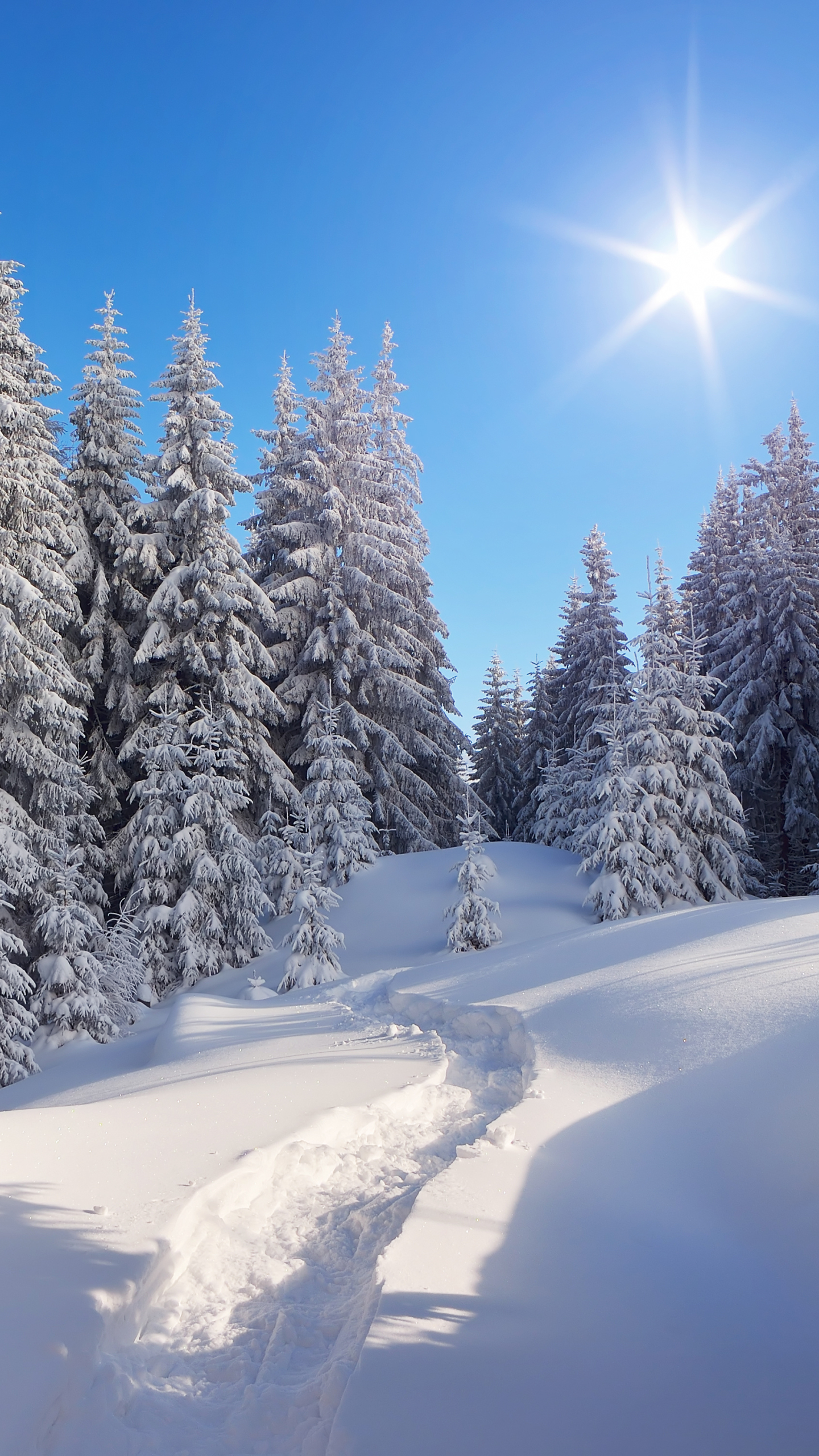 Download mobile wallpaper Winter, Nature, Sun, Snow, Tree, Earth for free.