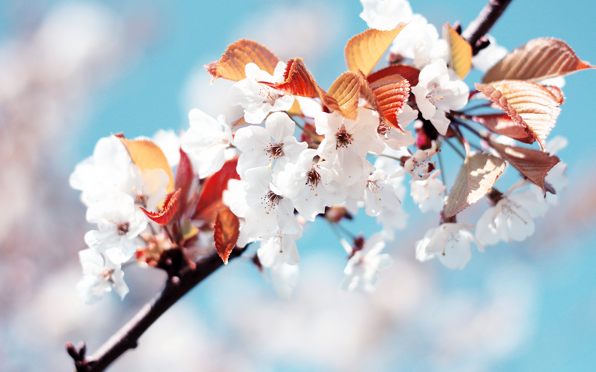 Free download wallpaper Earth, Blossom on your PC desktop