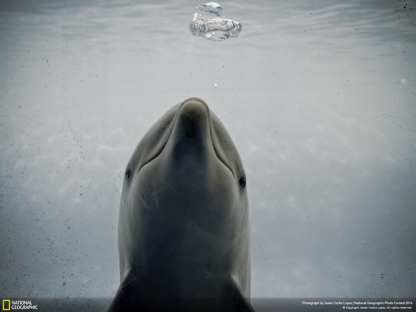 Скачать обои бесплатно Животные, Дельфин картинка на рабочий стол ПК