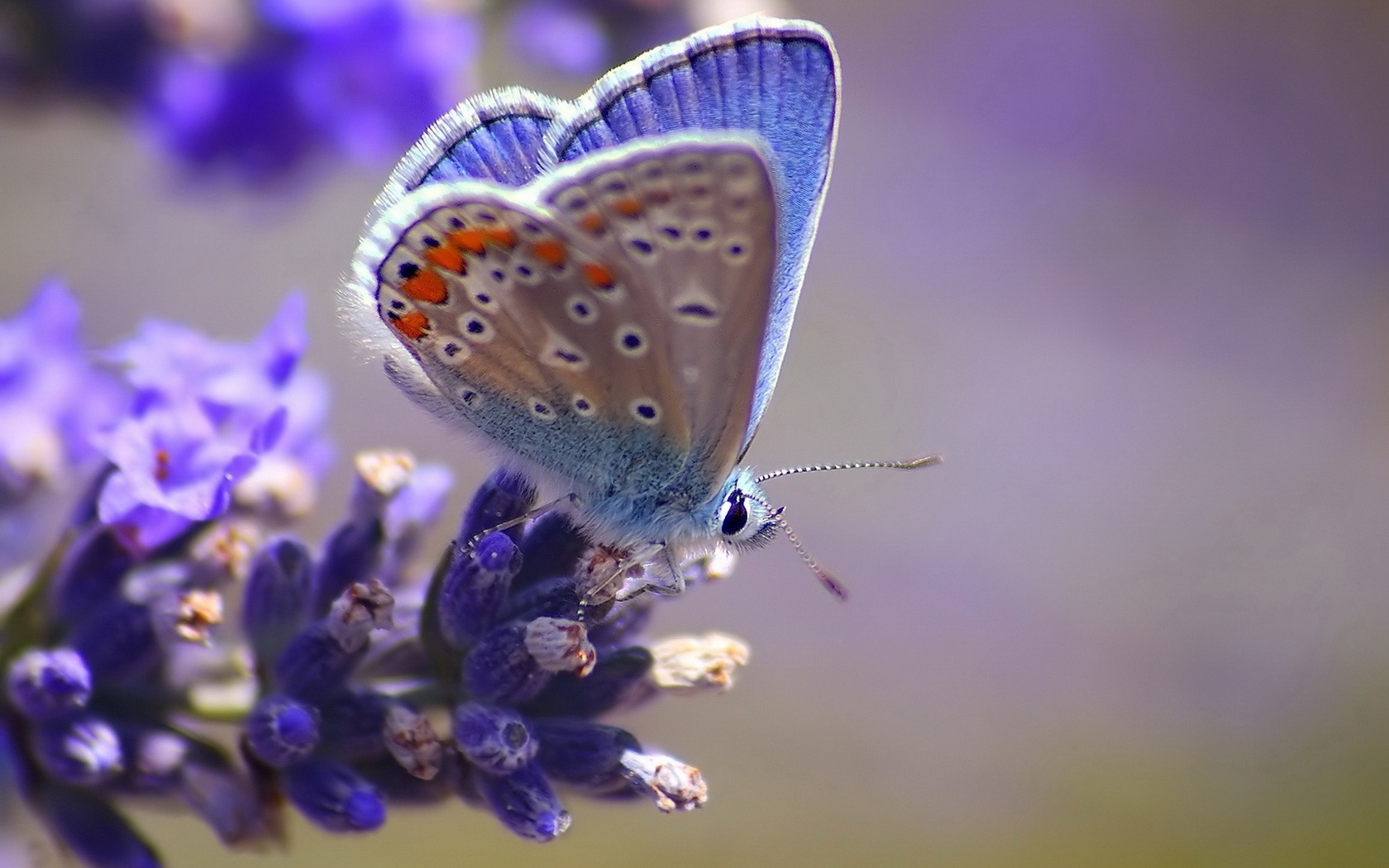 Download mobile wallpaper Butterfly, Animal for free.