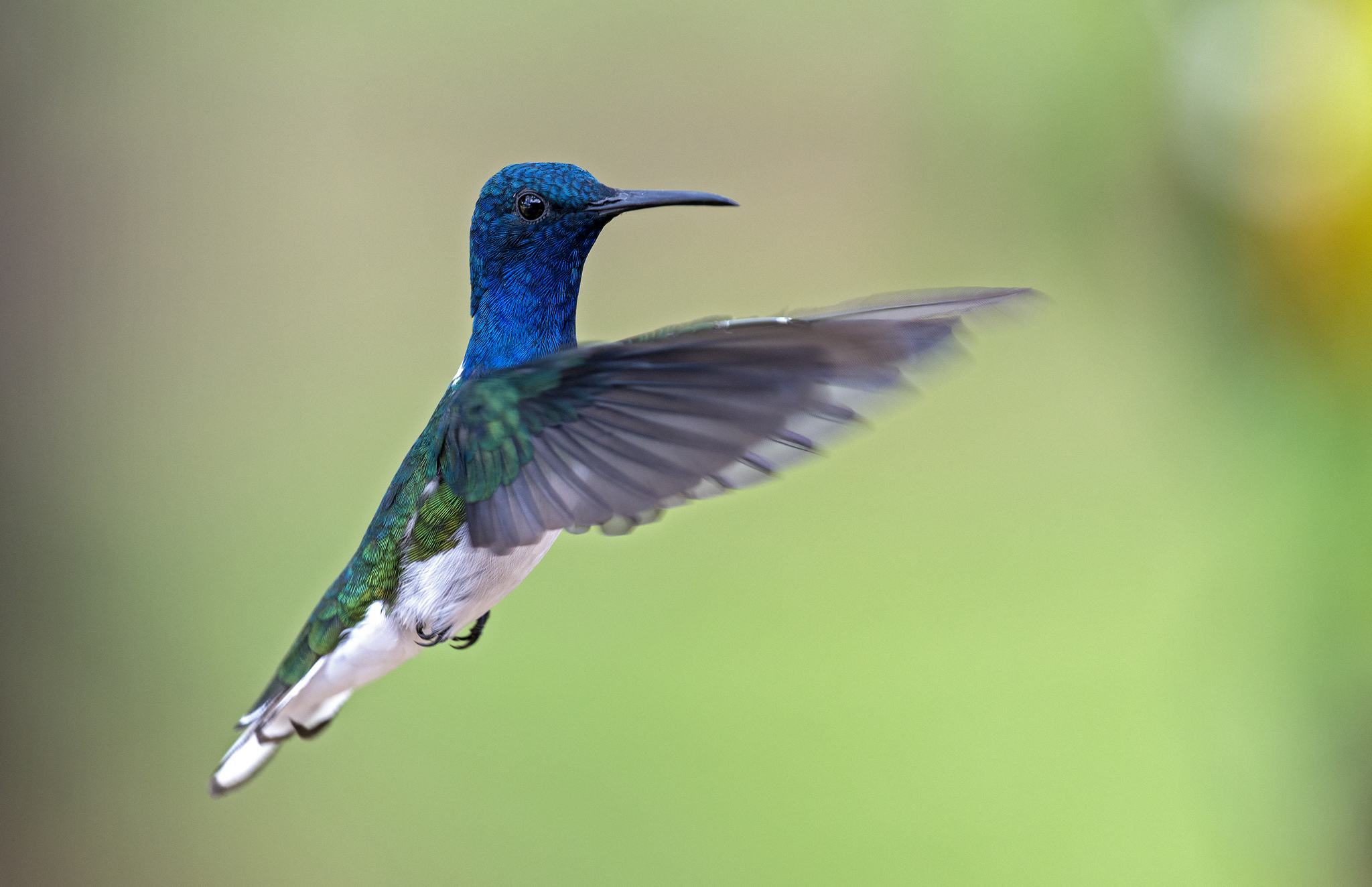 Baixar papel de parede para celular de Beija Flor, Aves, Animais gratuito.