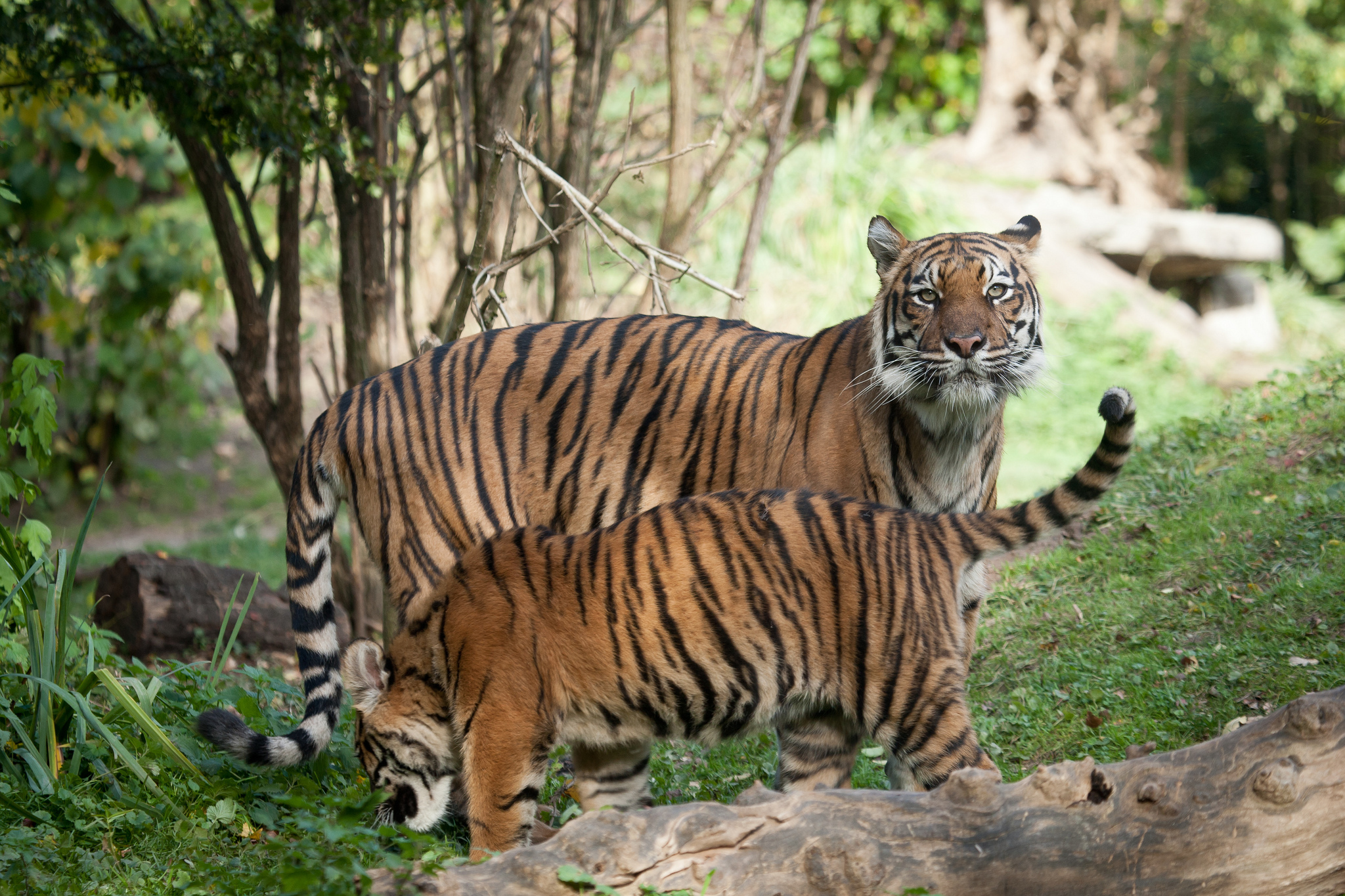 Baixe gratuitamente a imagem Gatos, Animais, Tigre na área de trabalho do seu PC