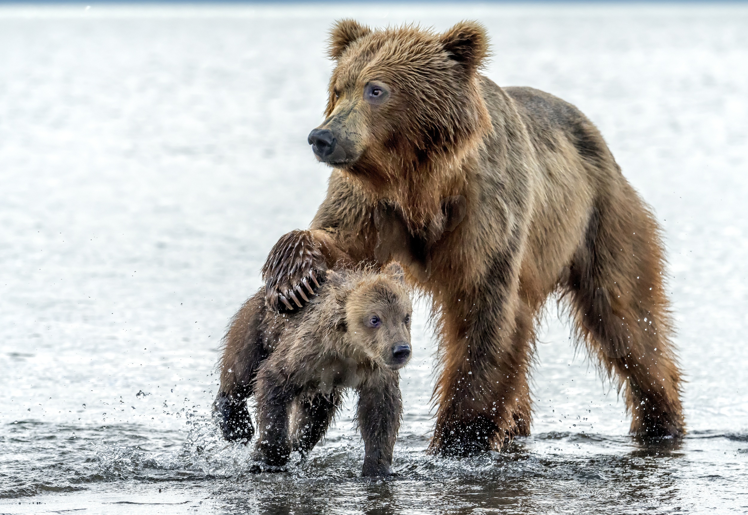 Download mobile wallpaper Water, Bears, Bear, Animal, Baby Animal, Cub for free.