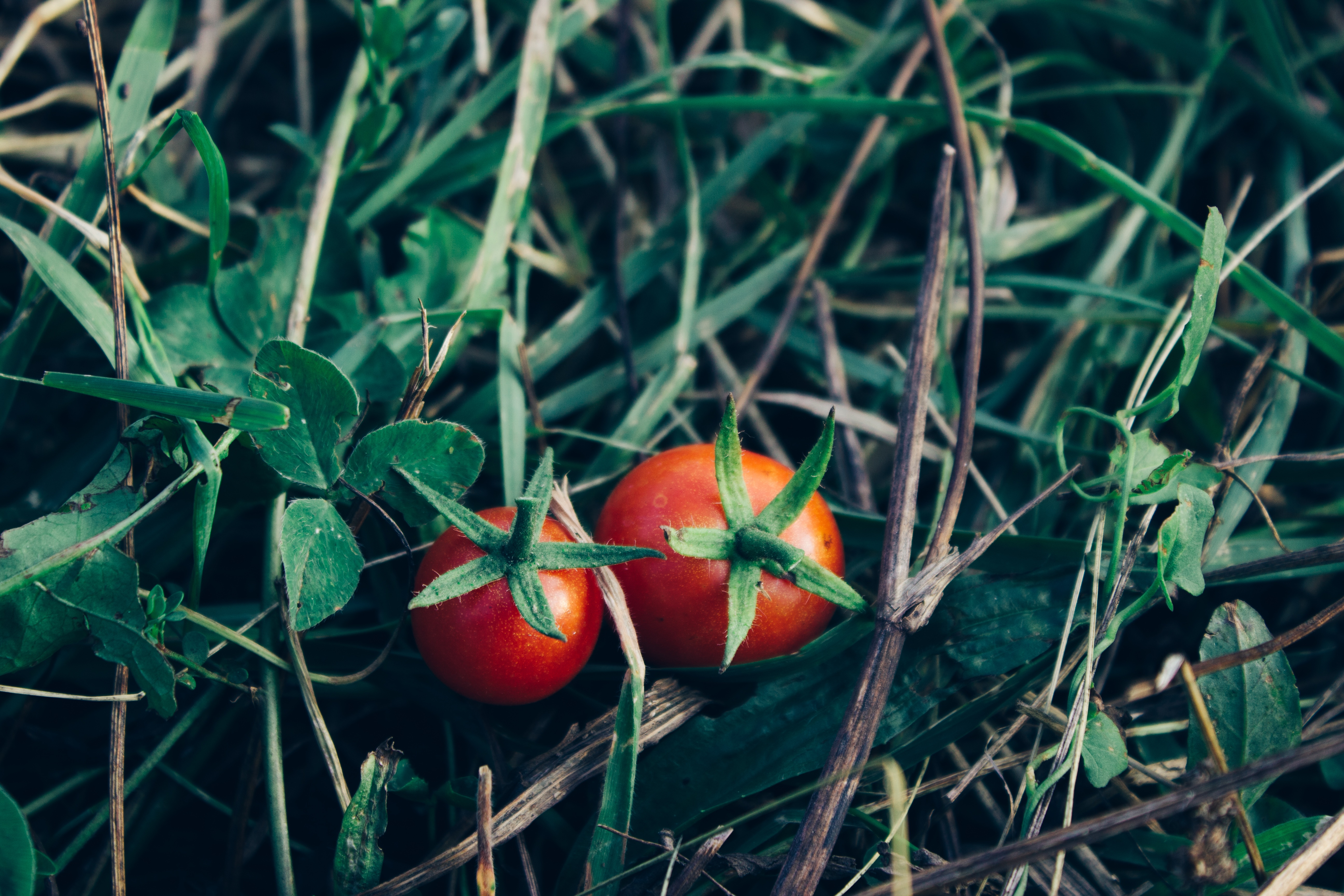101170 baixar imagens comida, grama, legumes, tomates - papéis de parede e protetores de tela gratuitamente