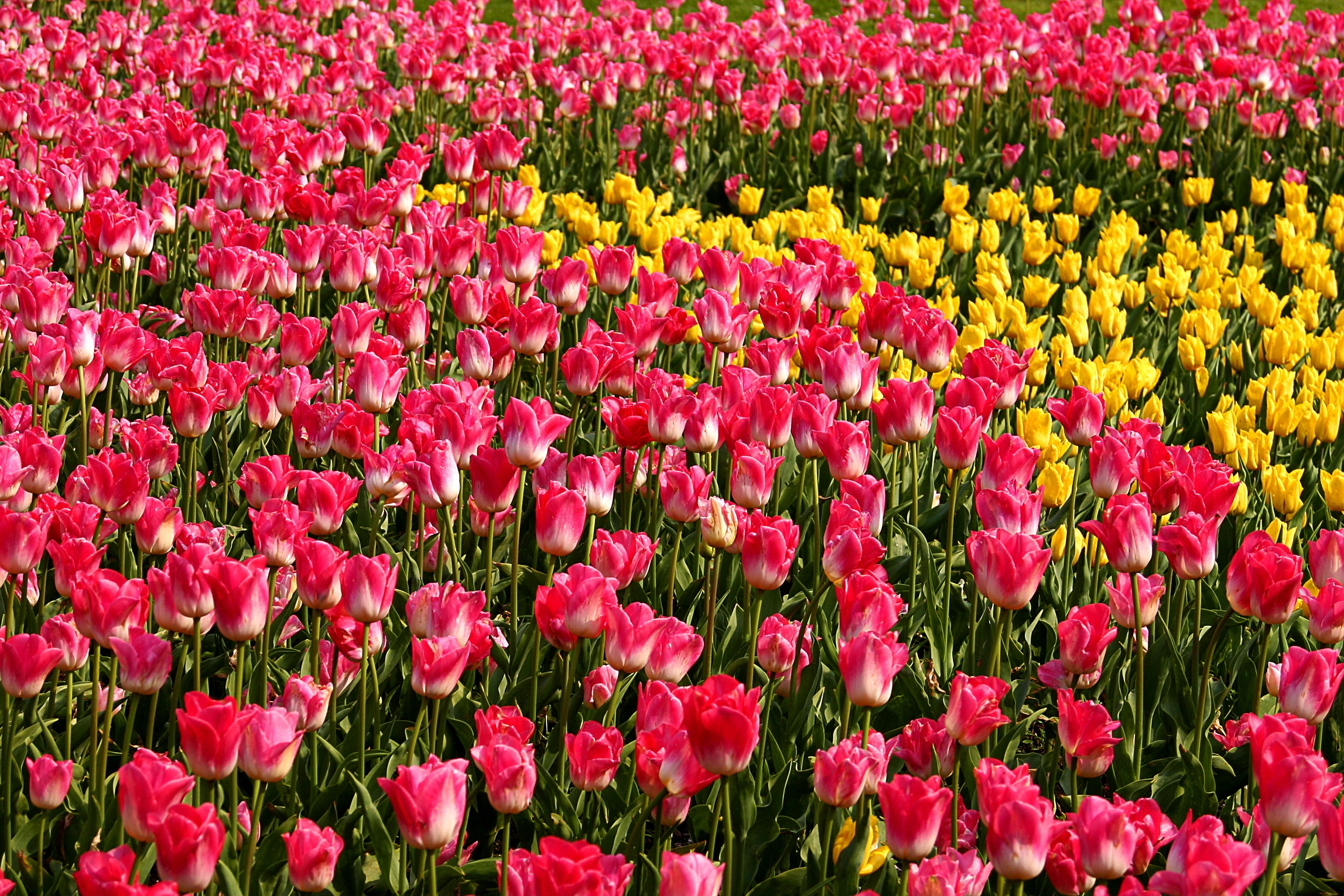 80827 descargar fondo de pantalla flores, rosa, tulipanes, amarillo, cama de flores, parterre, rosado: protectores de pantalla e imágenes gratis