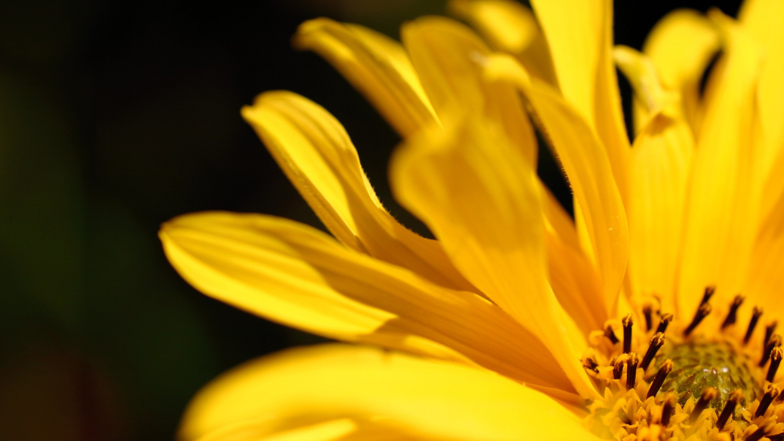 Free download wallpaper Flowers, Flower, Macro, Earth, Yellow Flower on your PC desktop