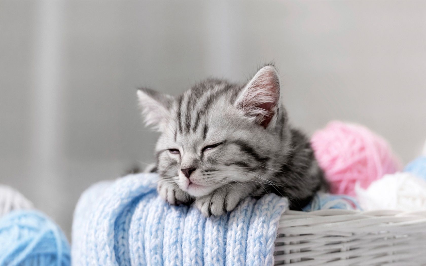 Download mobile wallpaper Cats, Cat, Kitten, Animal, Sleeping, Cute for free.