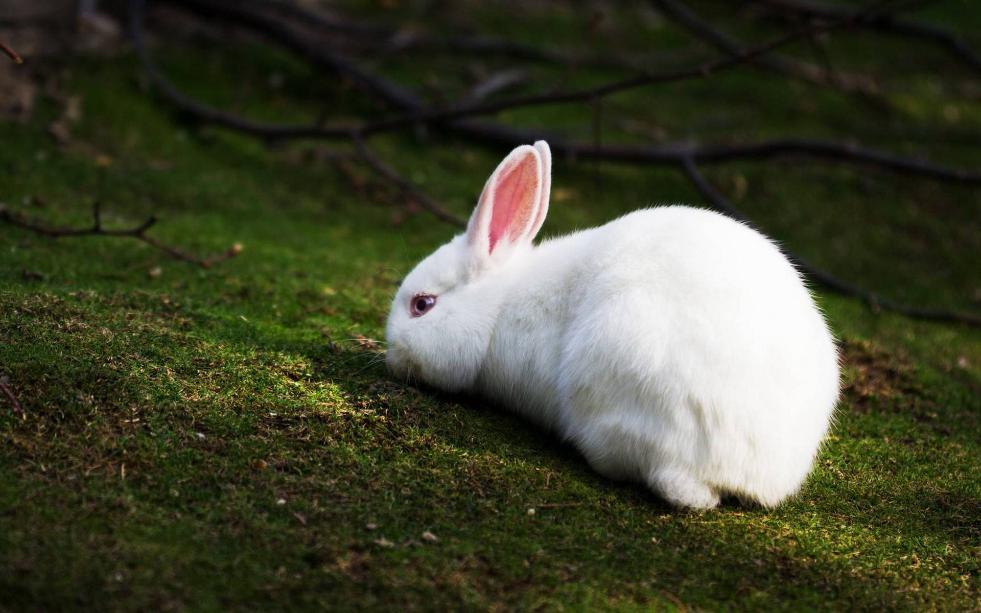 PCデスクトップに動物, うさぎ画像を無料でダウンロード