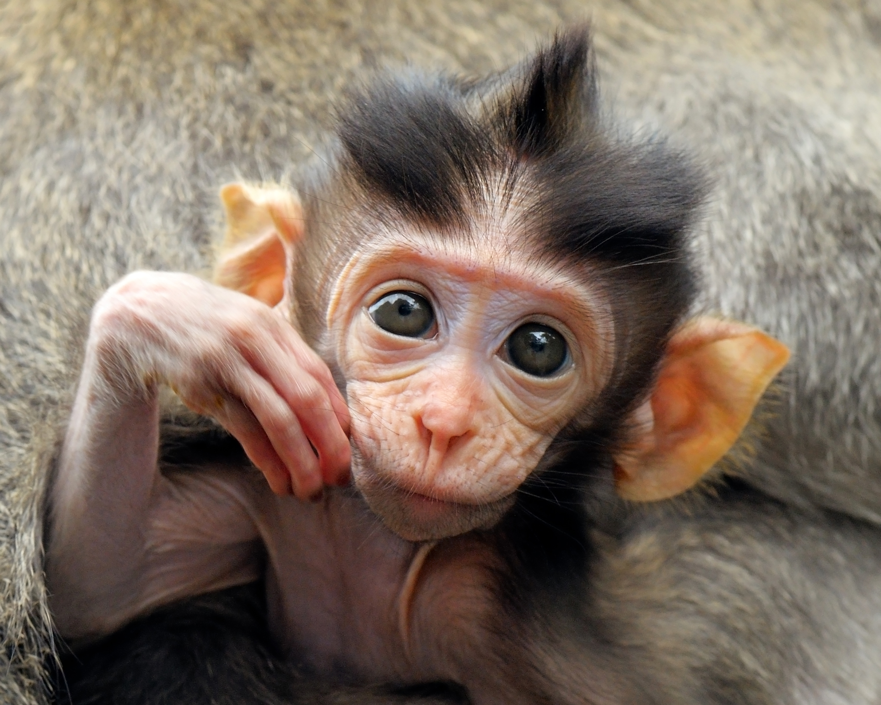 Descarga gratis la imagen Animales, Monos, De Cerca, Mono en el escritorio de tu PC