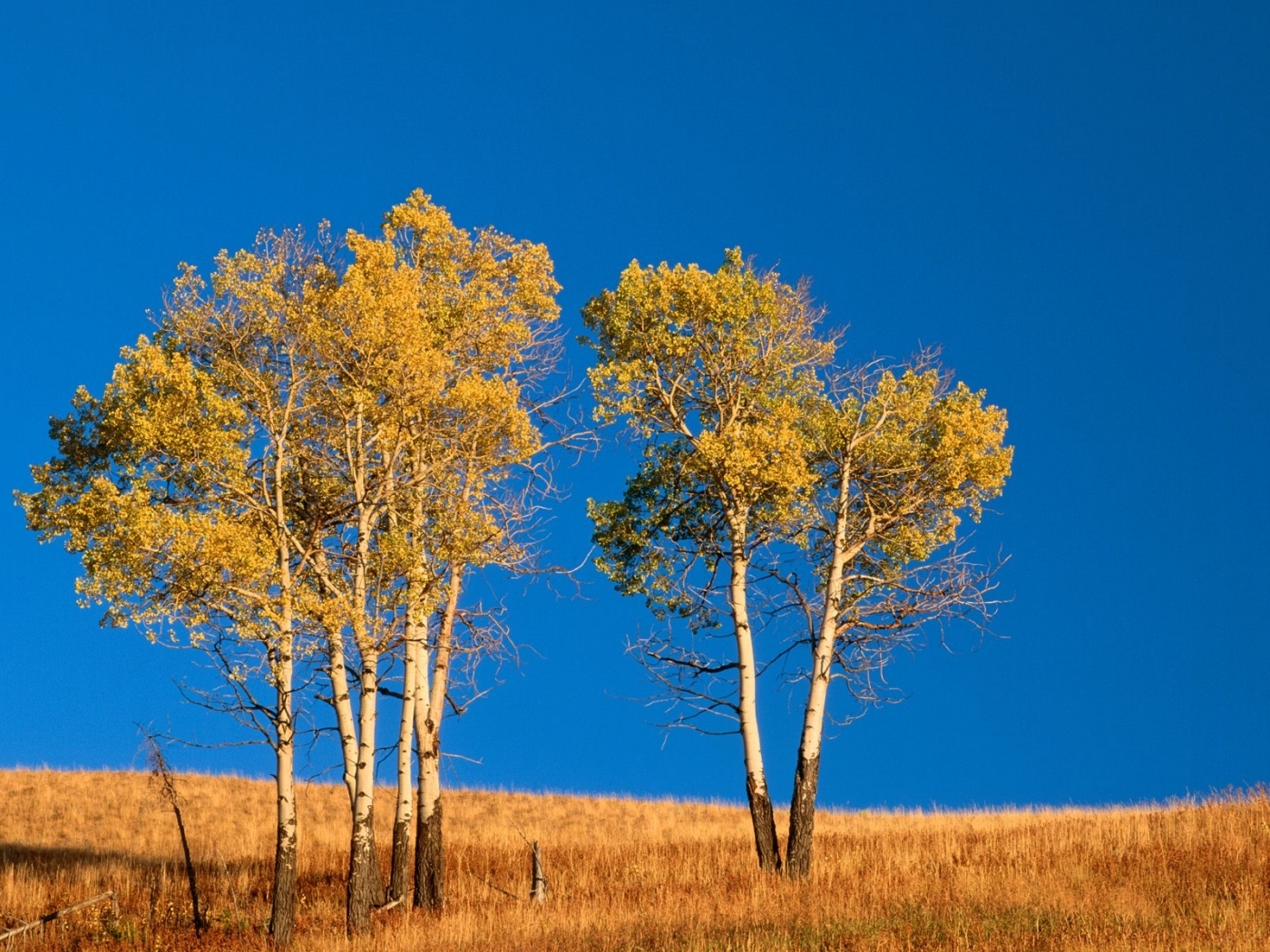Handy-Wallpaper Landschaft, Bäume, Sky, Felder, Herbst kostenlos herunterladen.