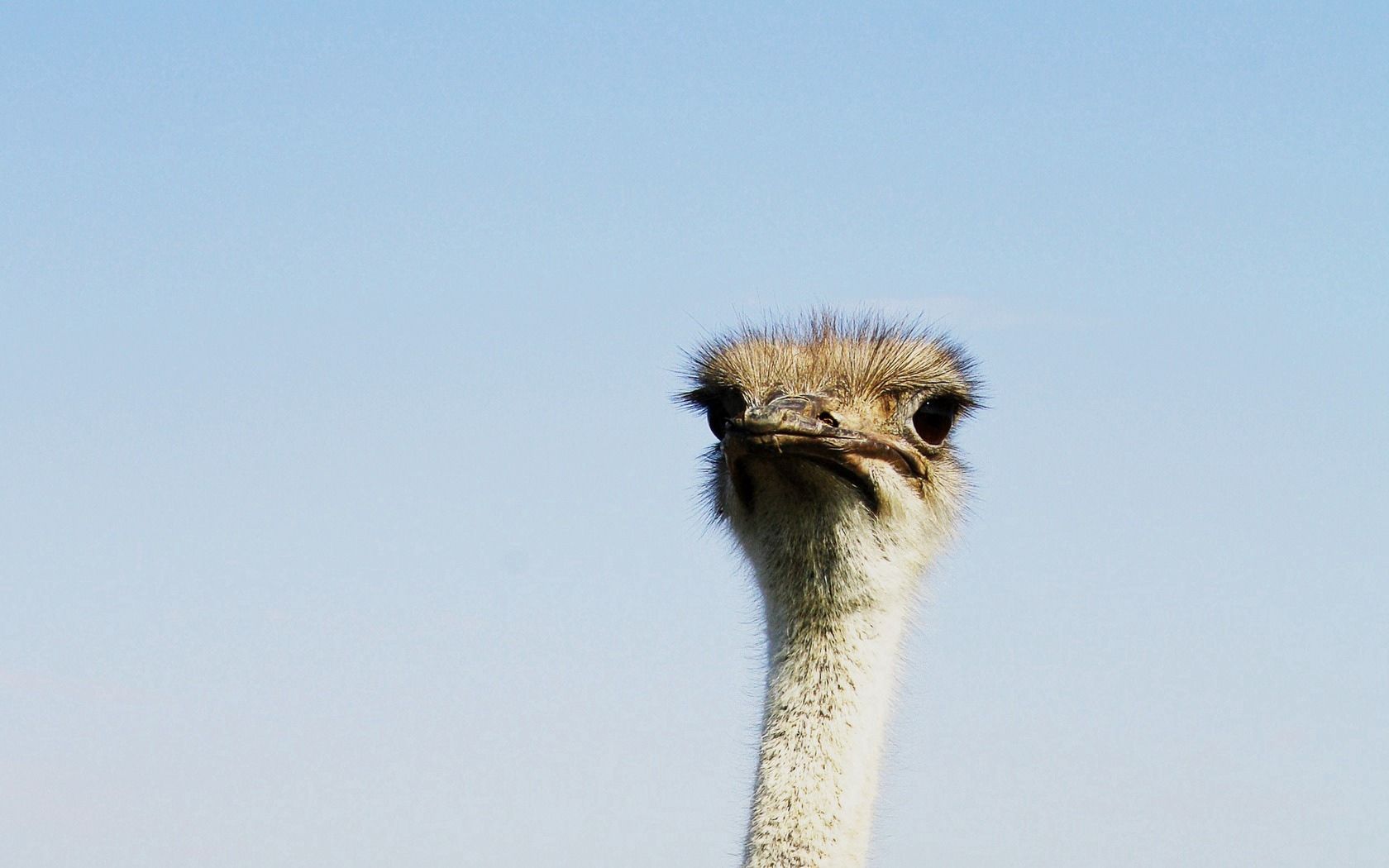 Download mobile wallpaper Head, Ostrich, Bird, Minimalism for free.