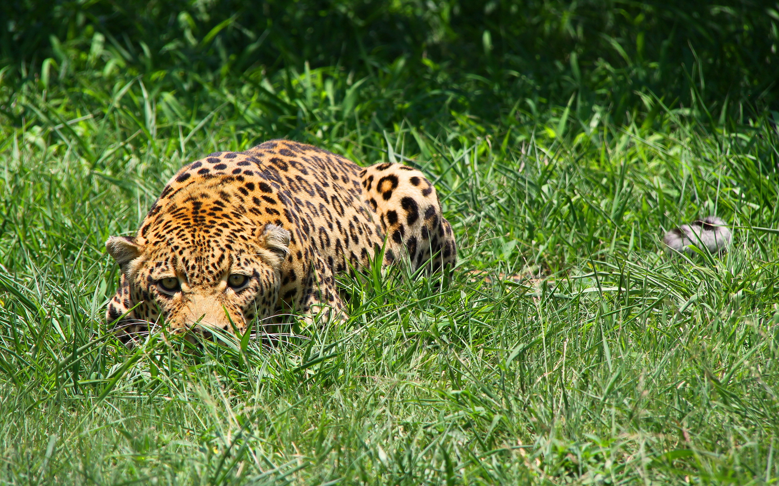 Baixar papel de parede para celular de Leopardo, Gatos, Animais gratuito.