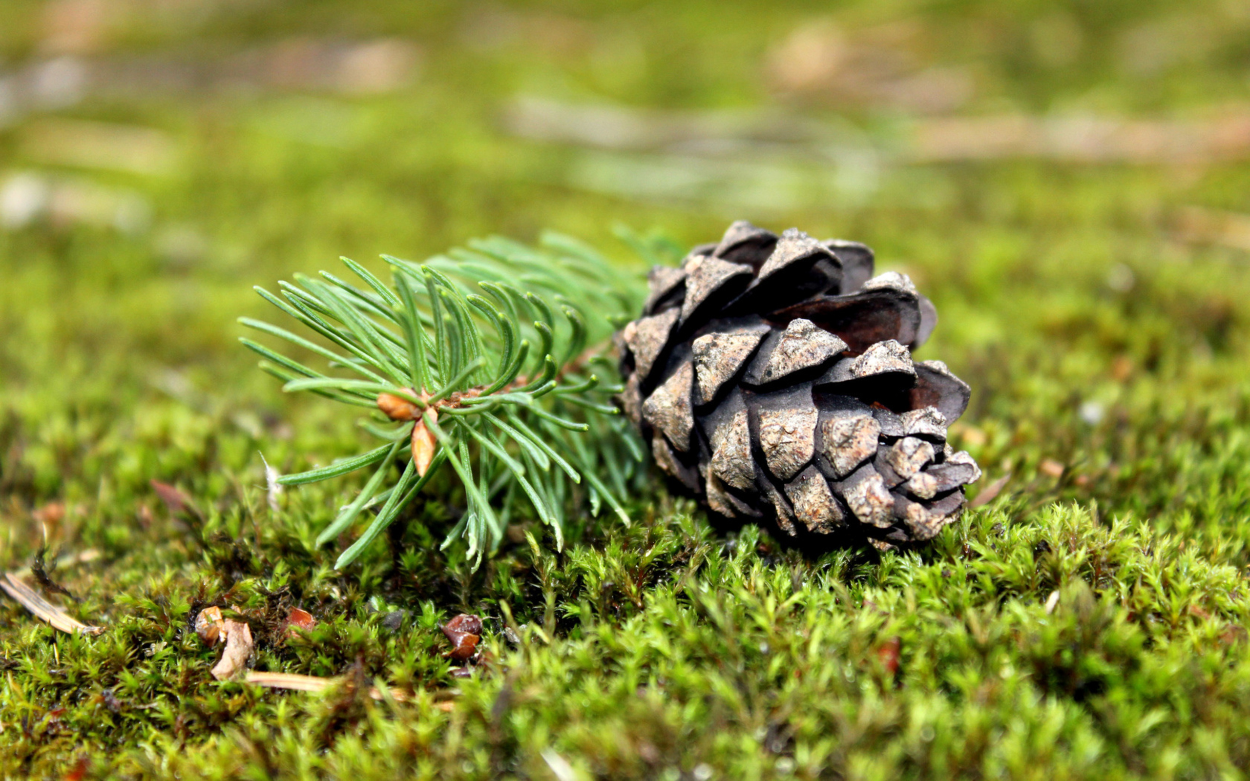 Download mobile wallpaper Earth, Pine Cone for free.