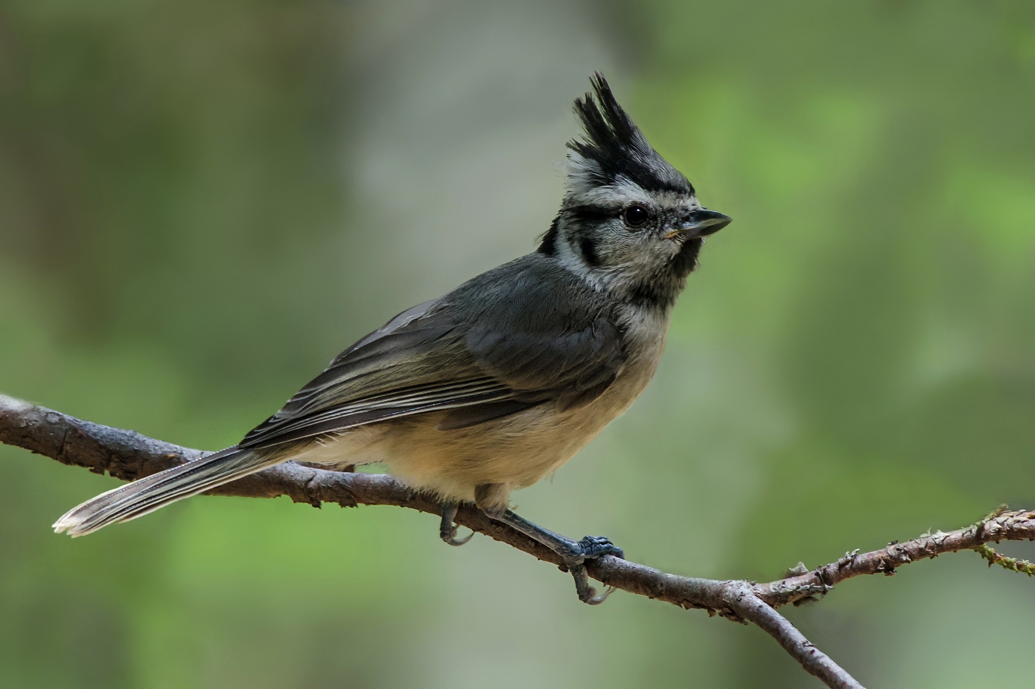 Descarga gratis la imagen Animales, Aves, Ave, Herrerillo Bicolor en el escritorio de tu PC