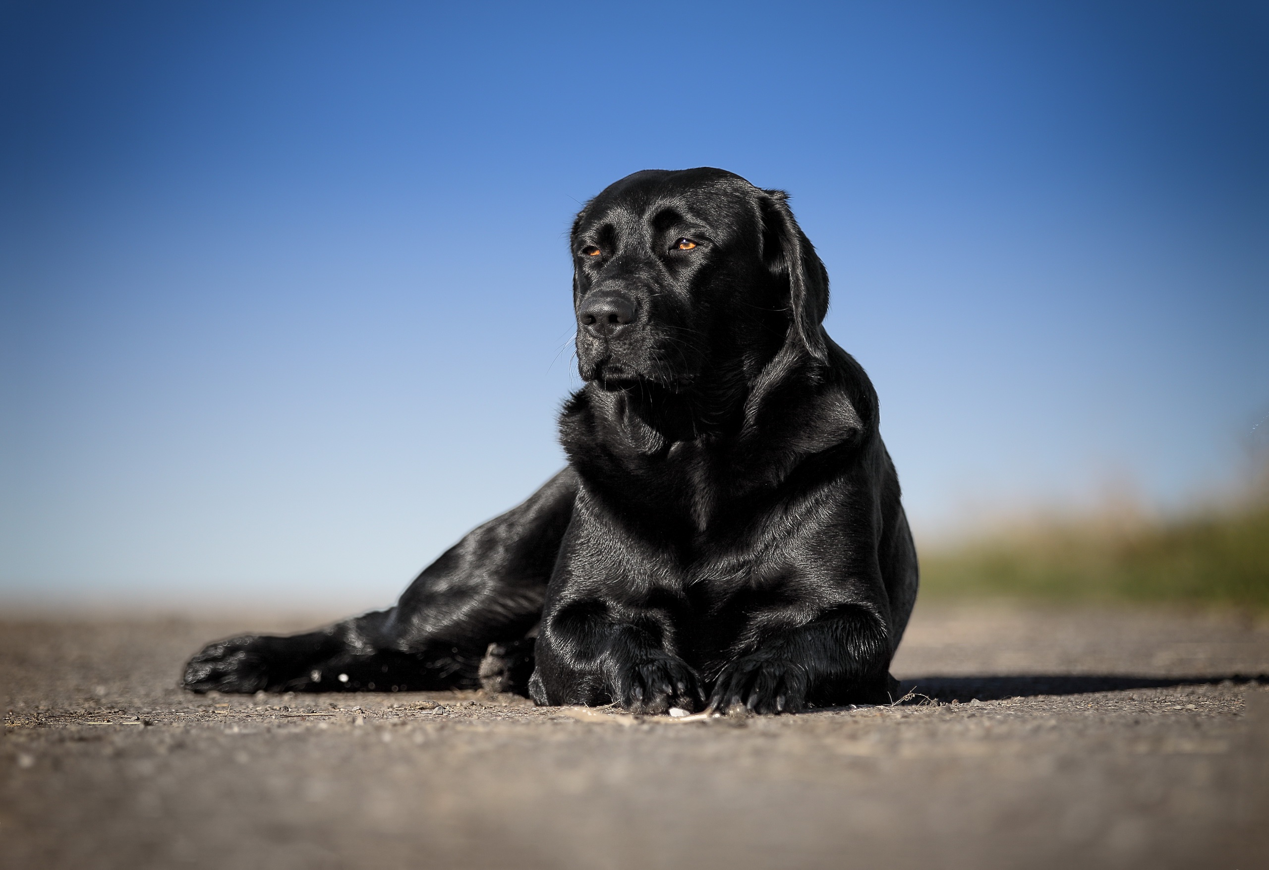 Download mobile wallpaper Dogs, Dog, Animal, Labrador Retriever, Depth Of Field for free.