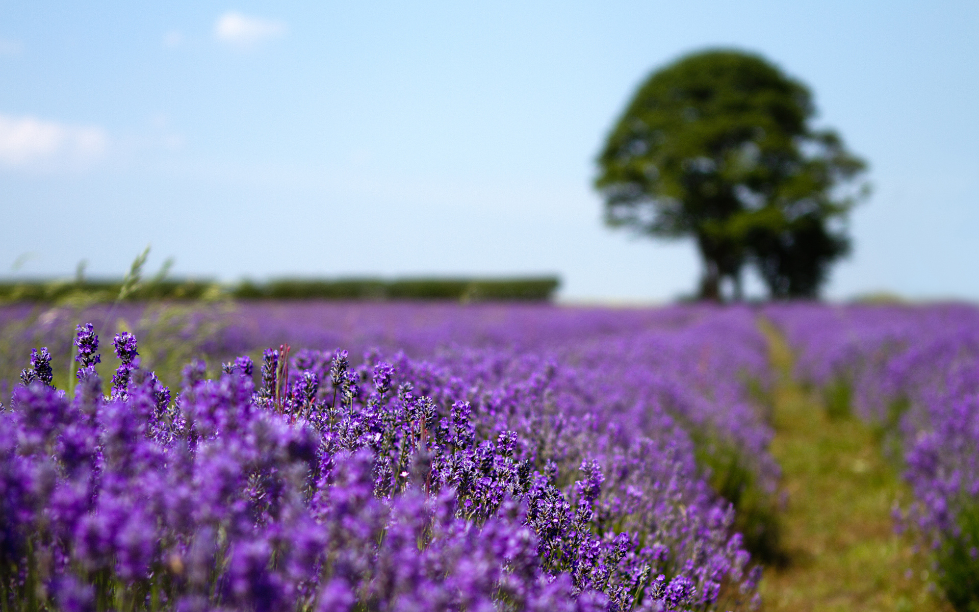 Free download wallpaper Flower, Earth on your PC desktop