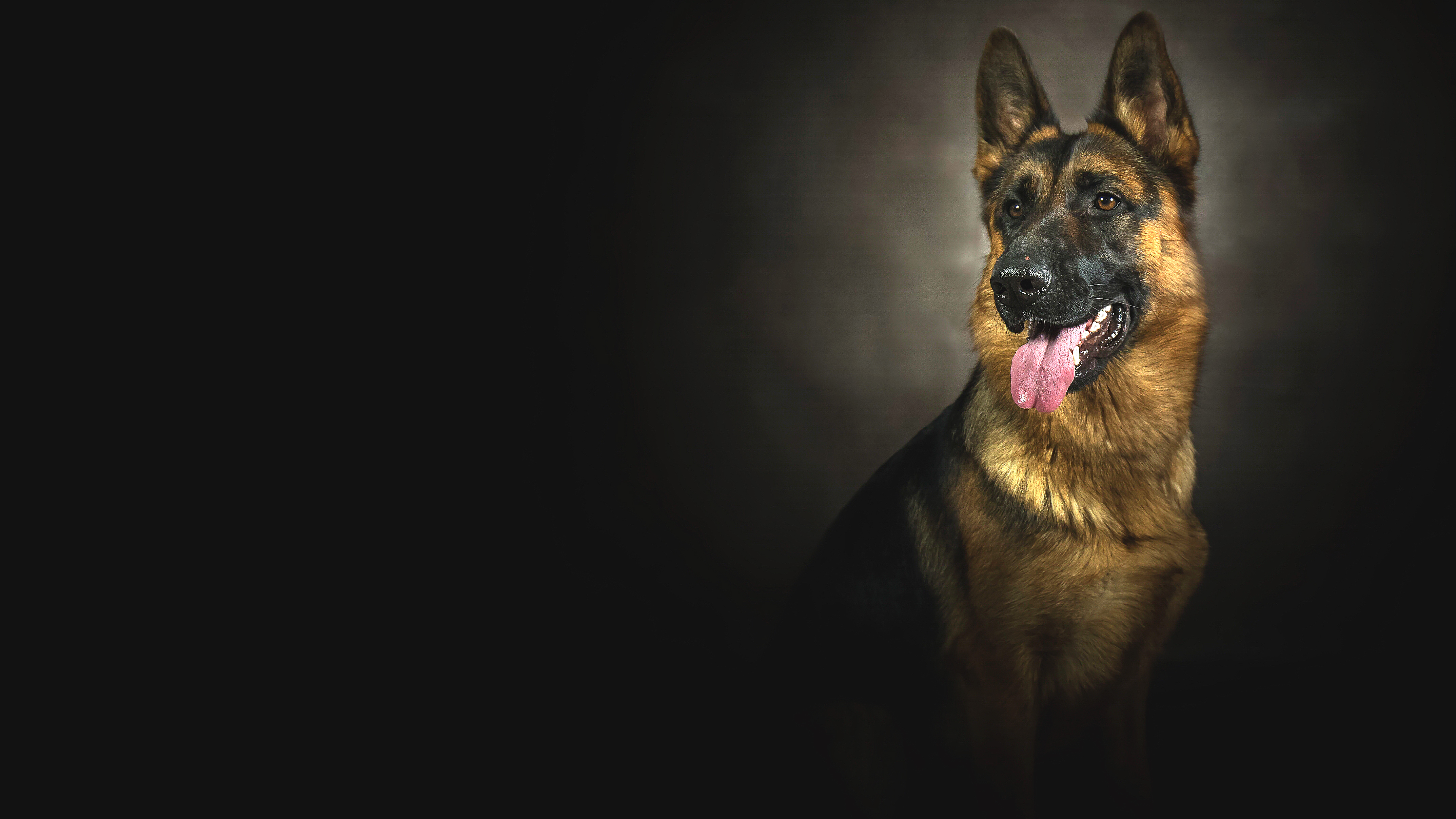 393327 descargar fondo de pantalla pastor alemán, animales, perro, retrato, perros: protectores de pantalla e imágenes gratis