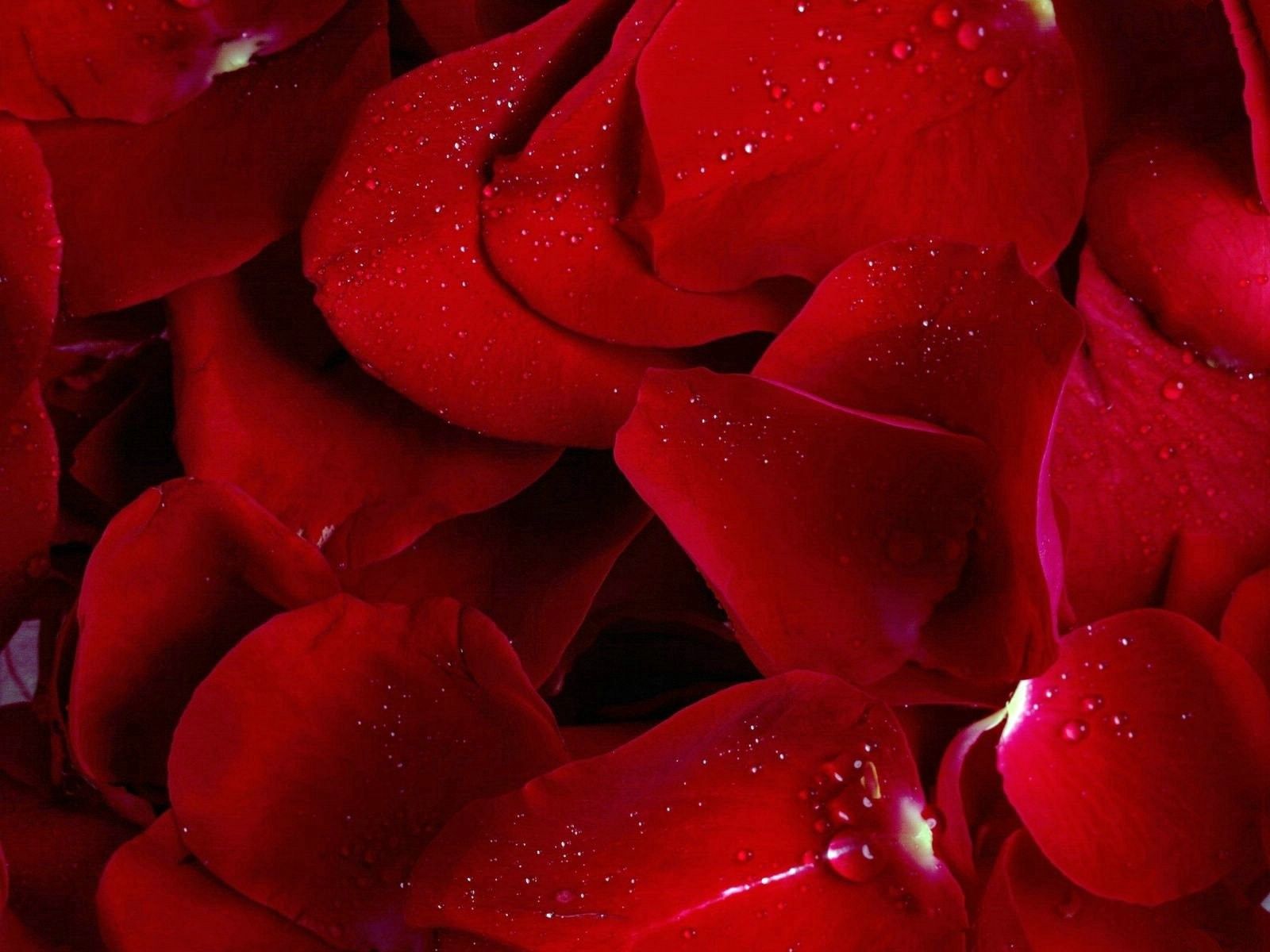 Téléchargez des papiers peints mobile Macro, Fleurs, Pétales, Rose, Une Rose gratuitement.