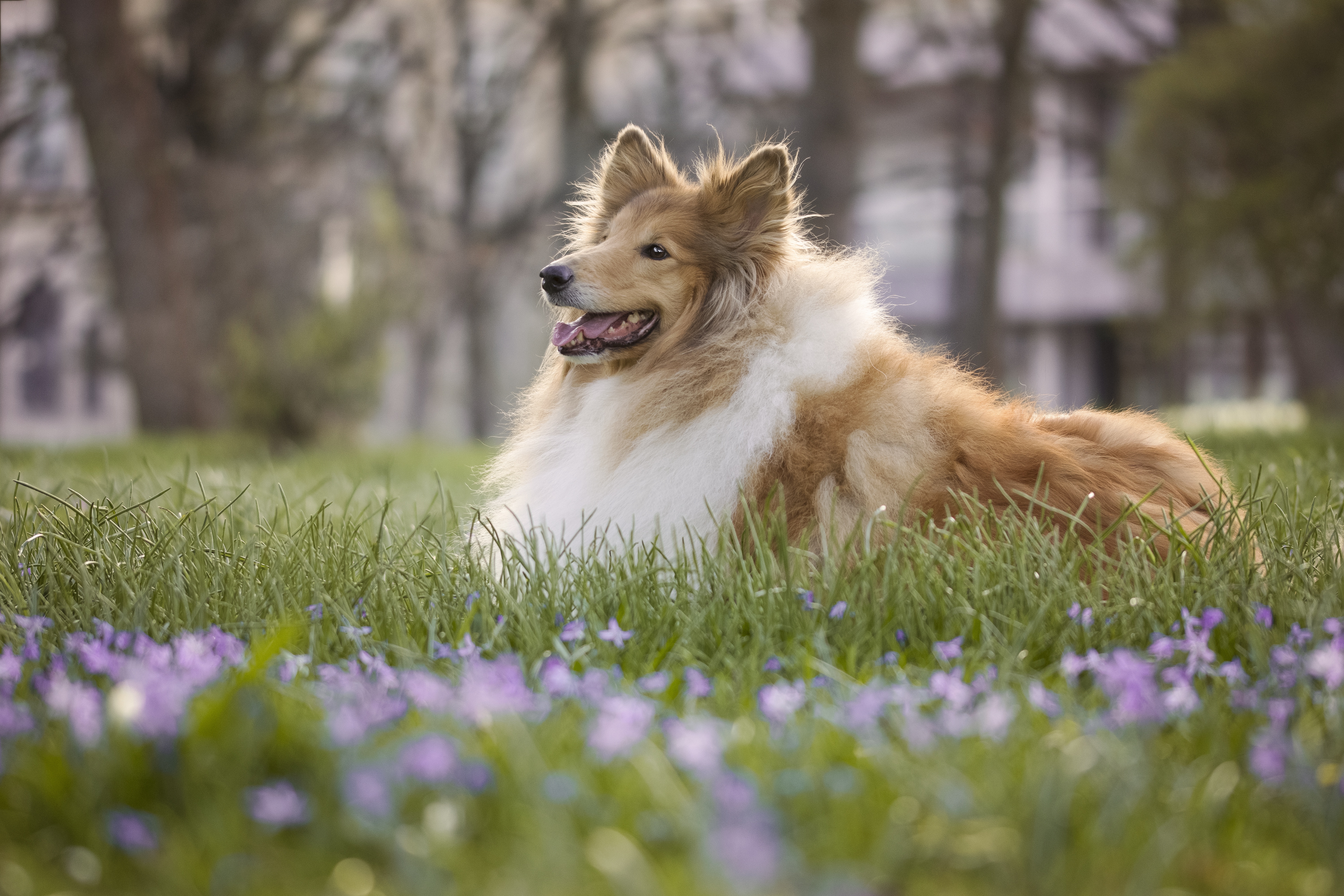 Download mobile wallpaper Dogs, Grass, Dog, Animal, Depth Of Field, Rough Collie for free.