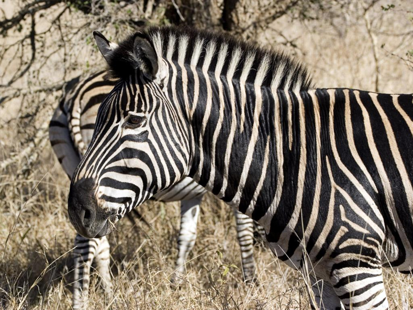 1079652 baixar papel de parede animais, zebra - protetores de tela e imagens gratuitamente