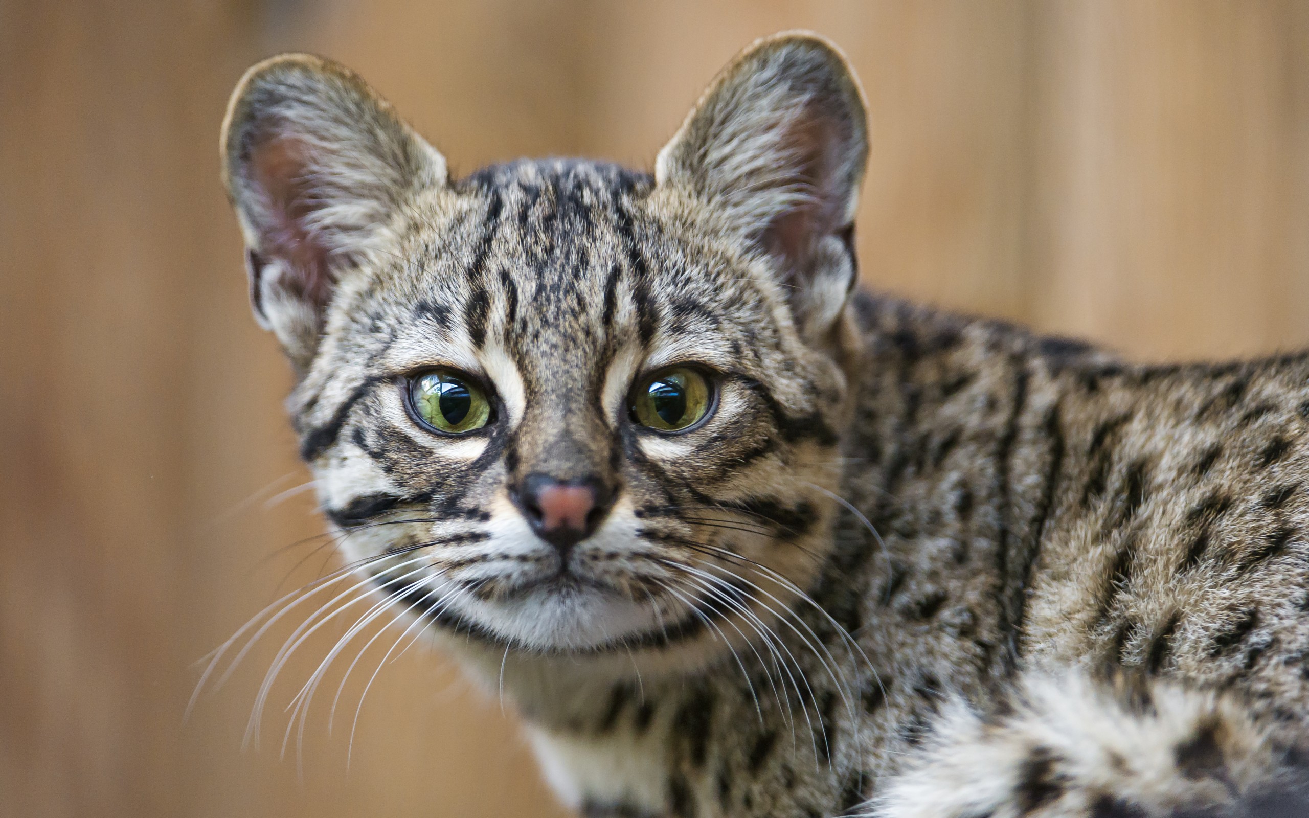 Los mejores fondos de pantalla de El Gato De Geoffroy para la pantalla del teléfono